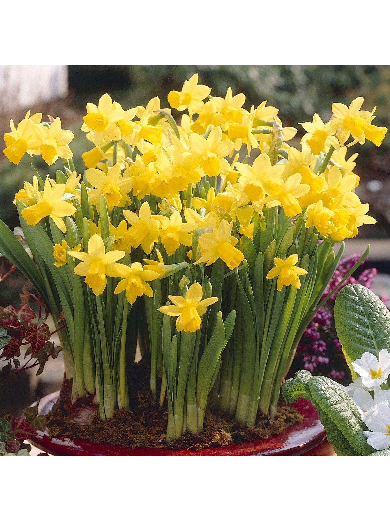  image of you-garden-narcissus-tete-a-tete-100-bulbs