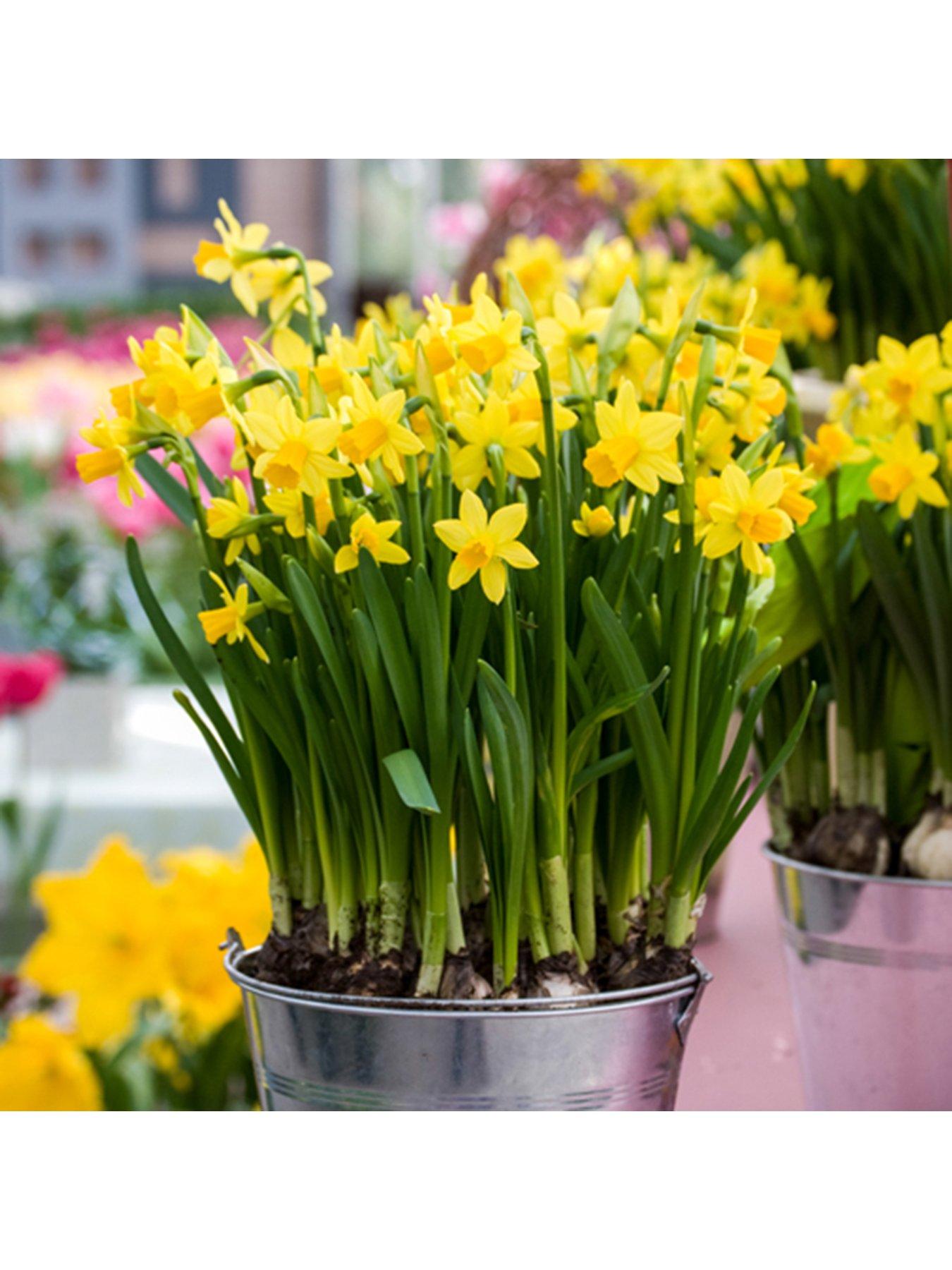 image of you-garden-narcissus-tete-a-tete-100-bulbs