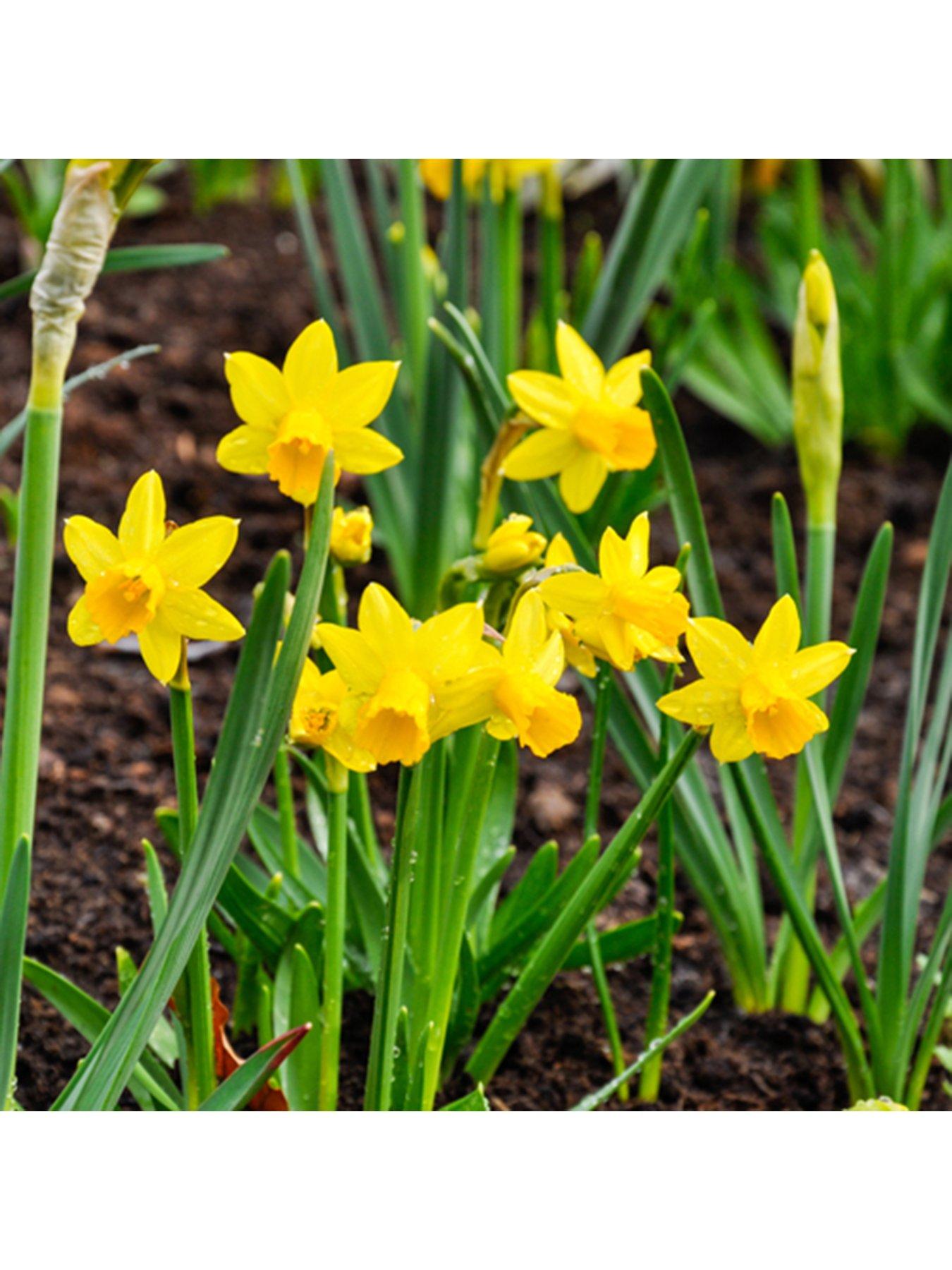 image of you-garden-narcissus-tete-a-tete-100-bulbs
