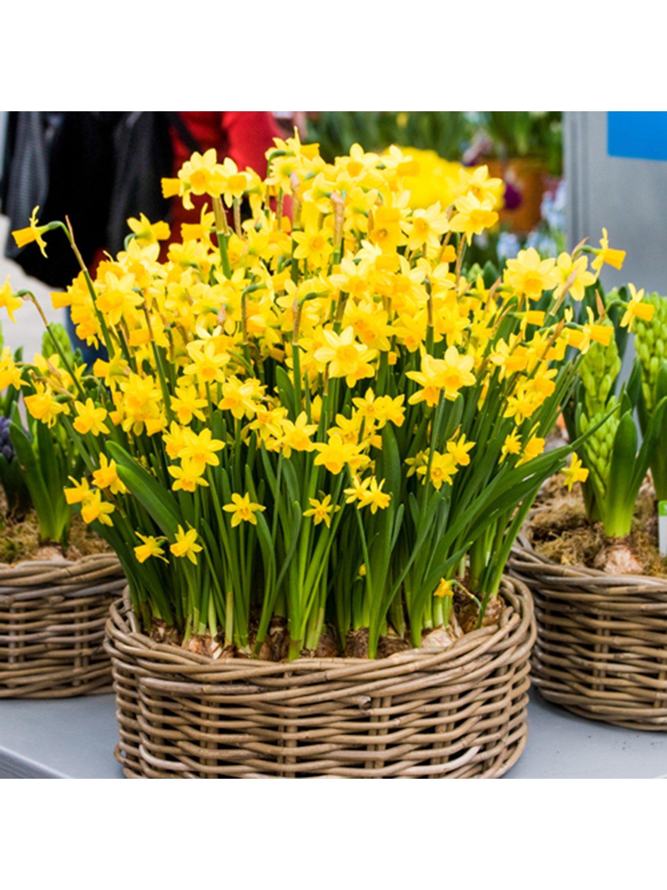  image of you-garden-narcissus-tete-a-tete-100-bulbs