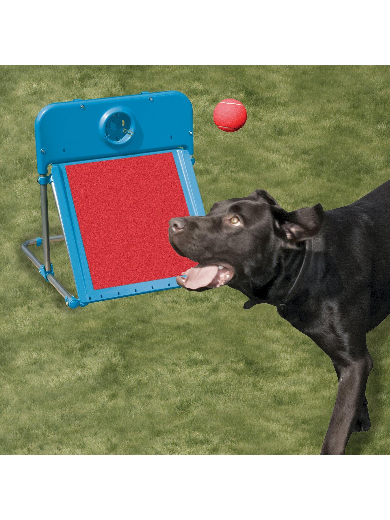 undefined Agility Flyball