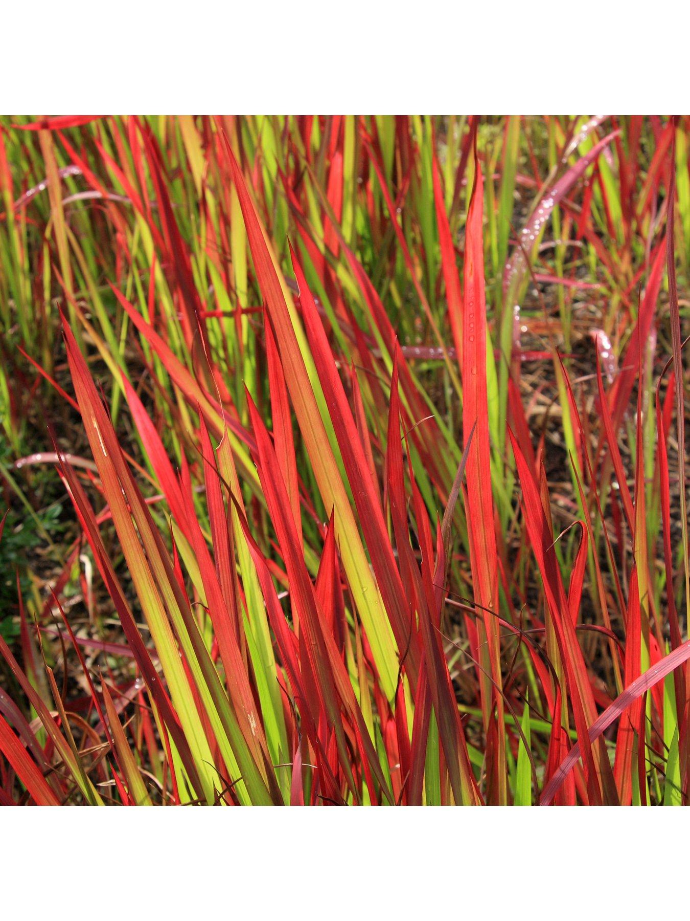 undefined Imperata Cylindrica Red Baron - 2L Pot