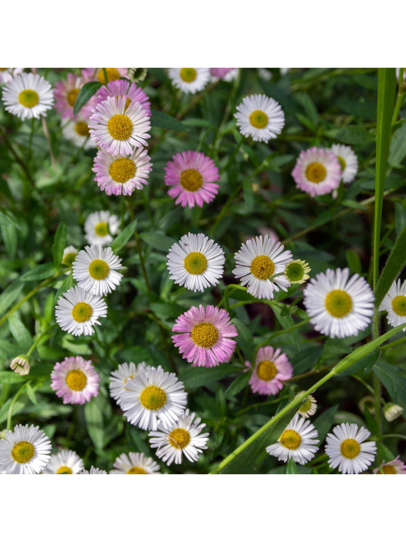 Image 1 of 3 of You Garden Erigeron Karvinskianus - 3 x 9cm Pots