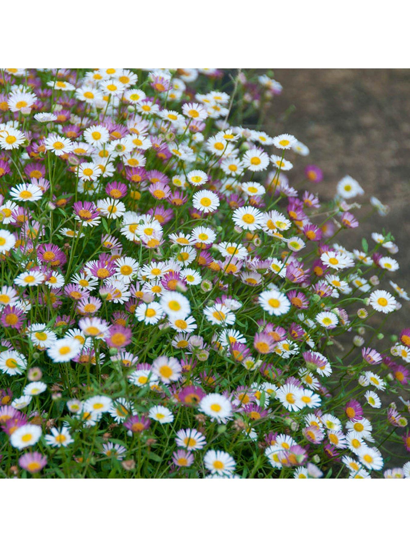 Image 2 of 3 of You Garden Erigeron Karvinskianus - 3 x 9cm Pots