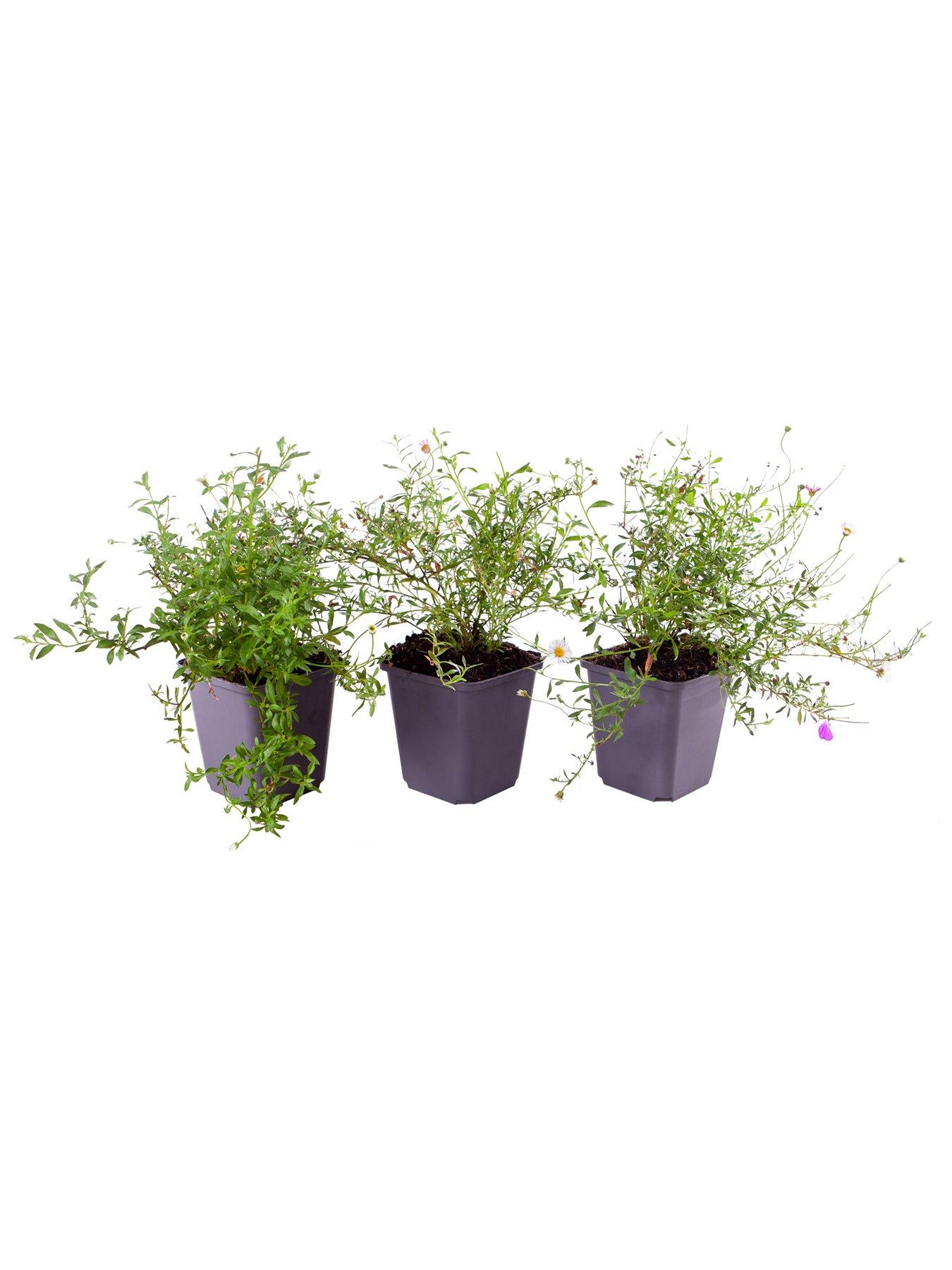  image of you-garden-erigeron-karvinskianus-3-x-9cm-pots