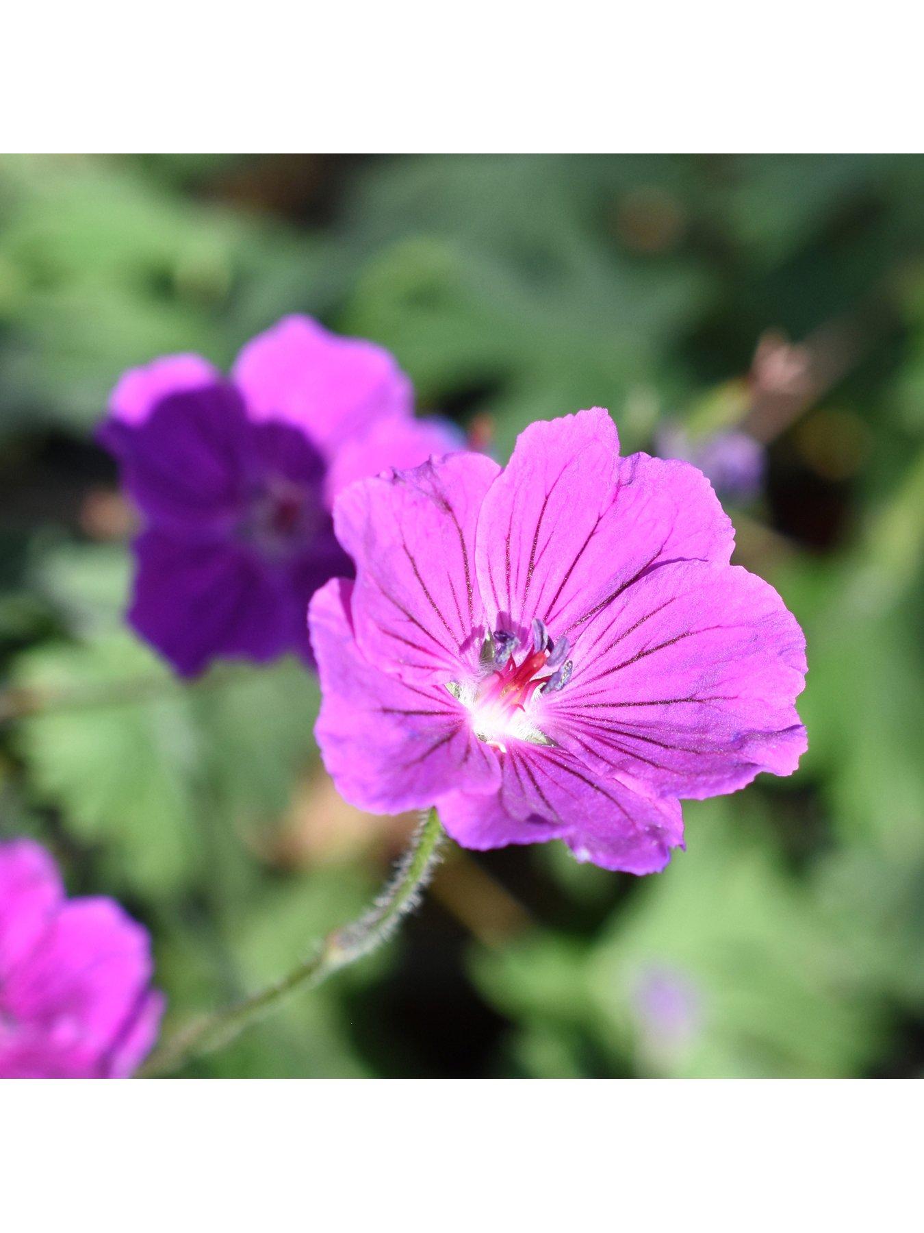 you-garden-geranium-tiny-monster-3-x-9cm-pots