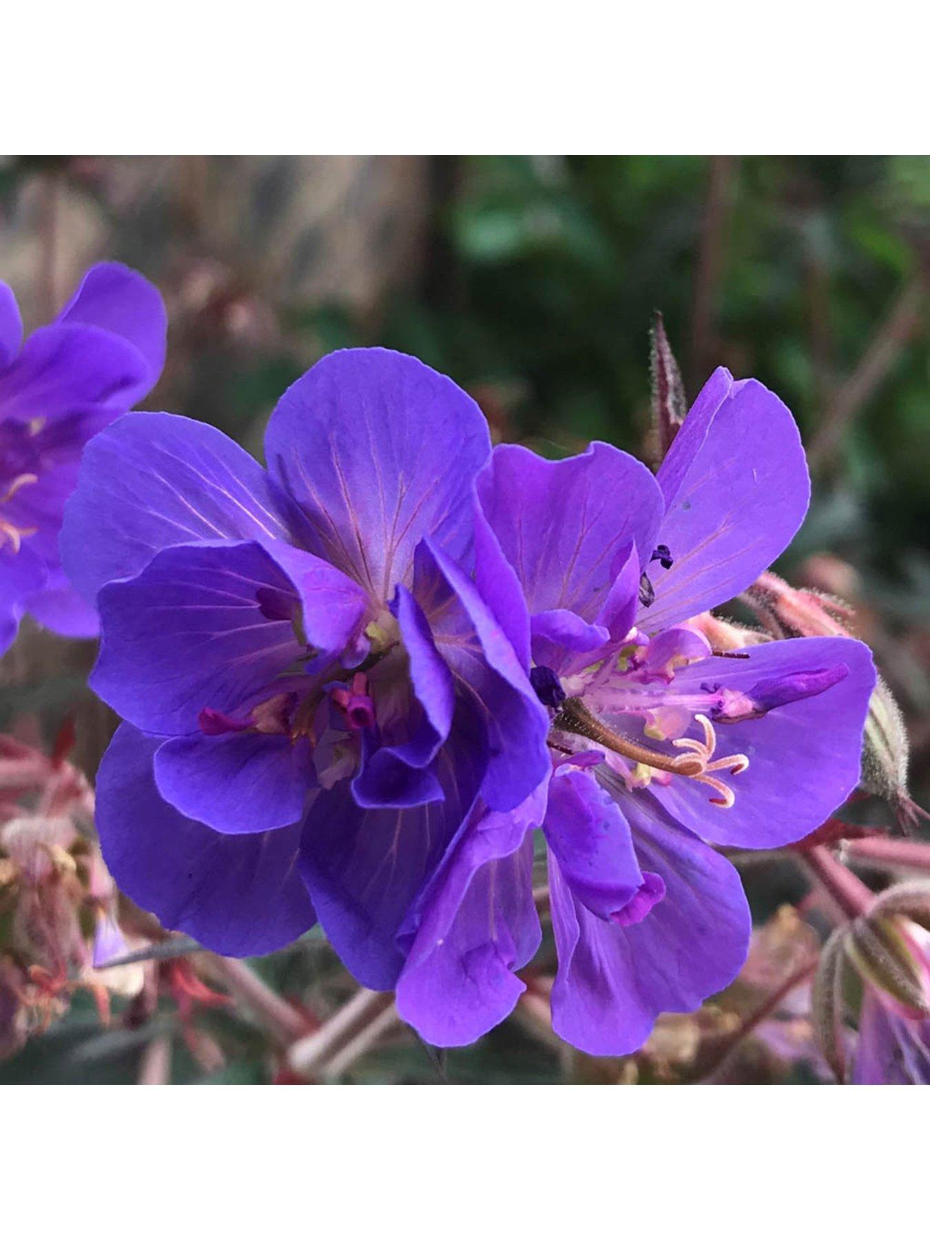 You Garden Hardy Geranium 'Storm Cloud' - 3 x 9cm Pots