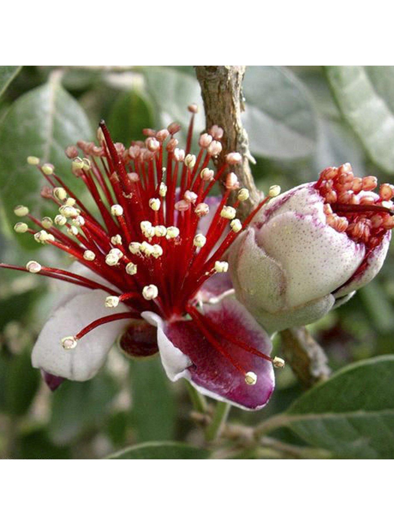 undefined Pineapple Guava (Acca Selloweana) - 3L Pot