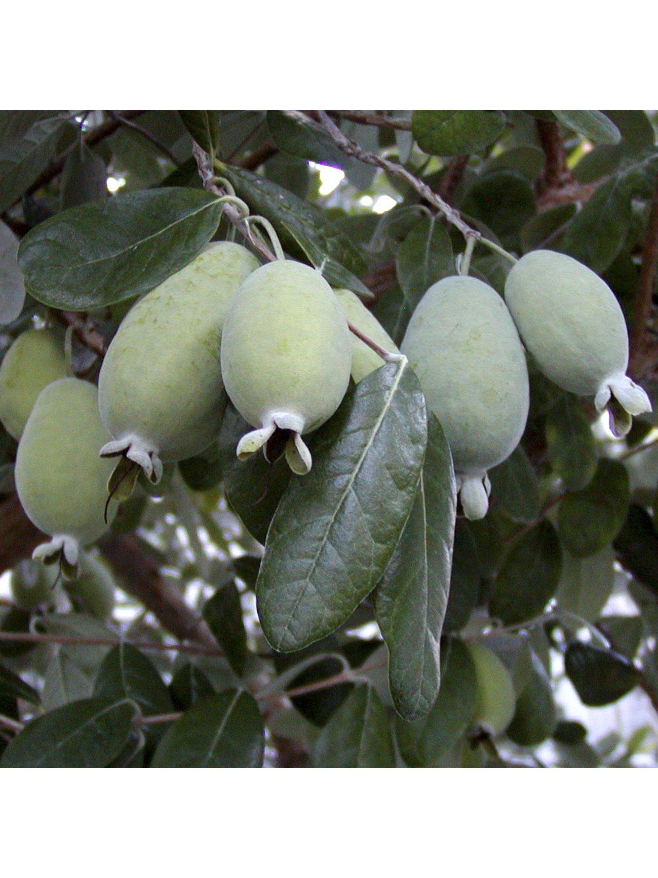 stillFront image of you-garden-pineapple-guava-acca-selloweana-3l-pot