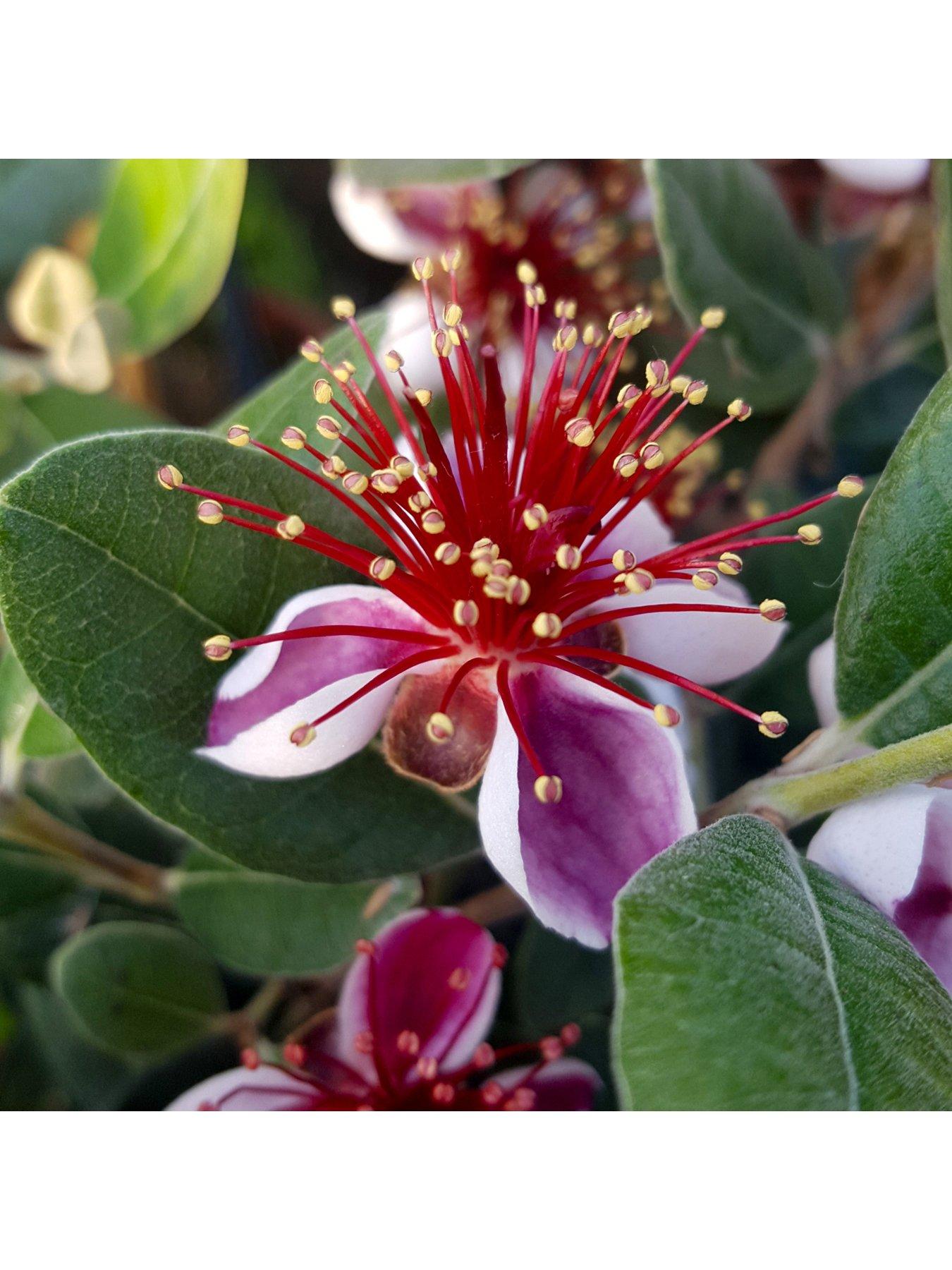  image of you-garden-pineapple-guava-acca-selloweana-3l-pot