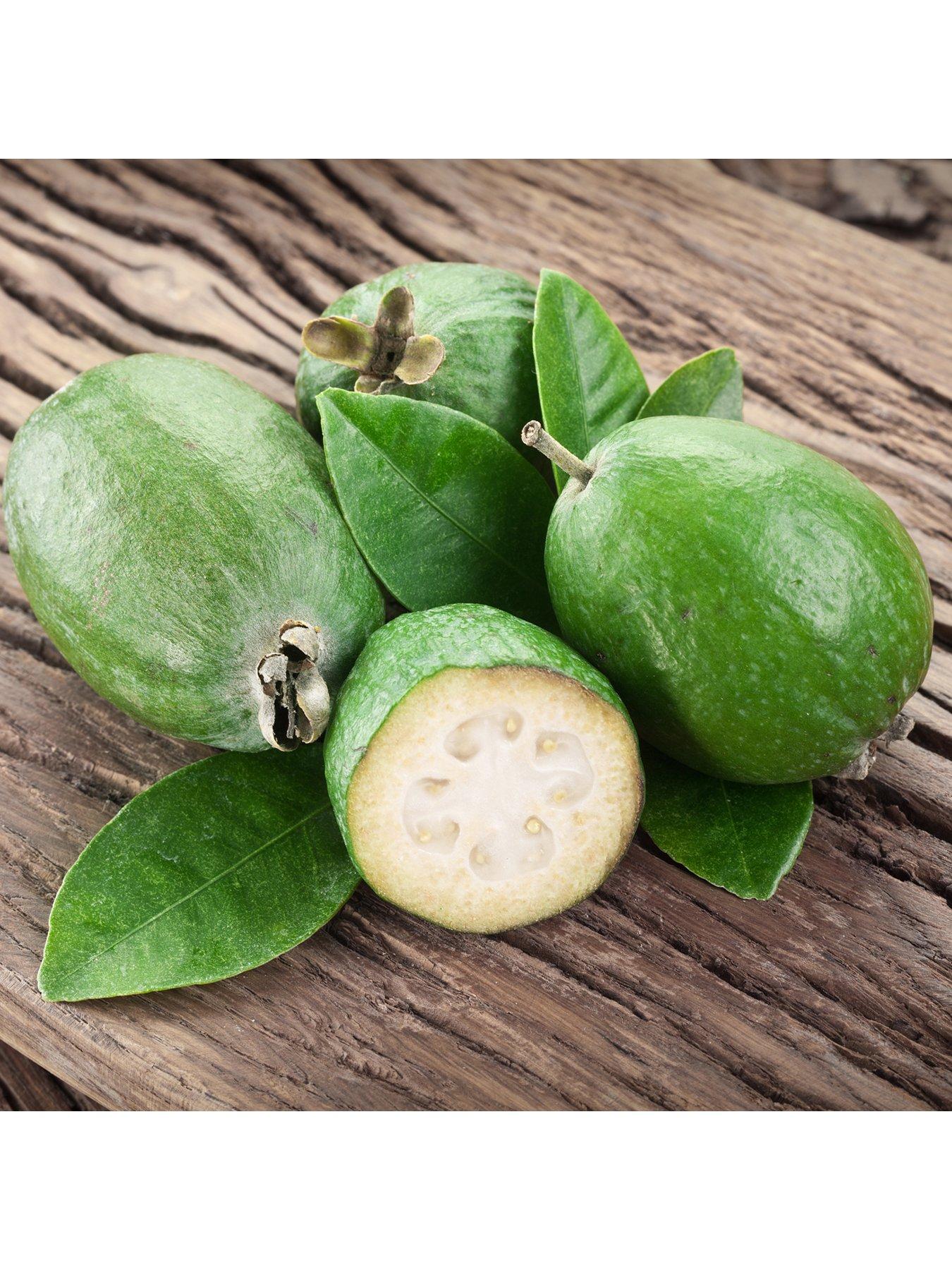  image of you-garden-pineapple-guava-acca-selloweana-3l-pot