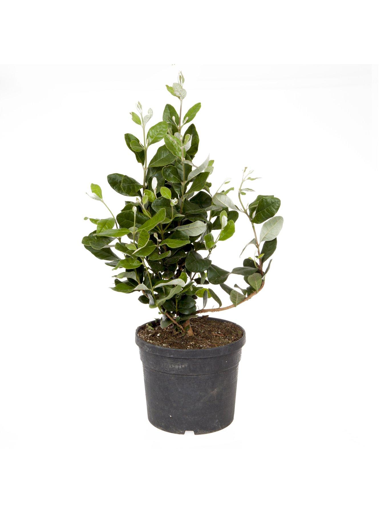  image of you-garden-pineapple-guava-acca-selloweana-3l-pot