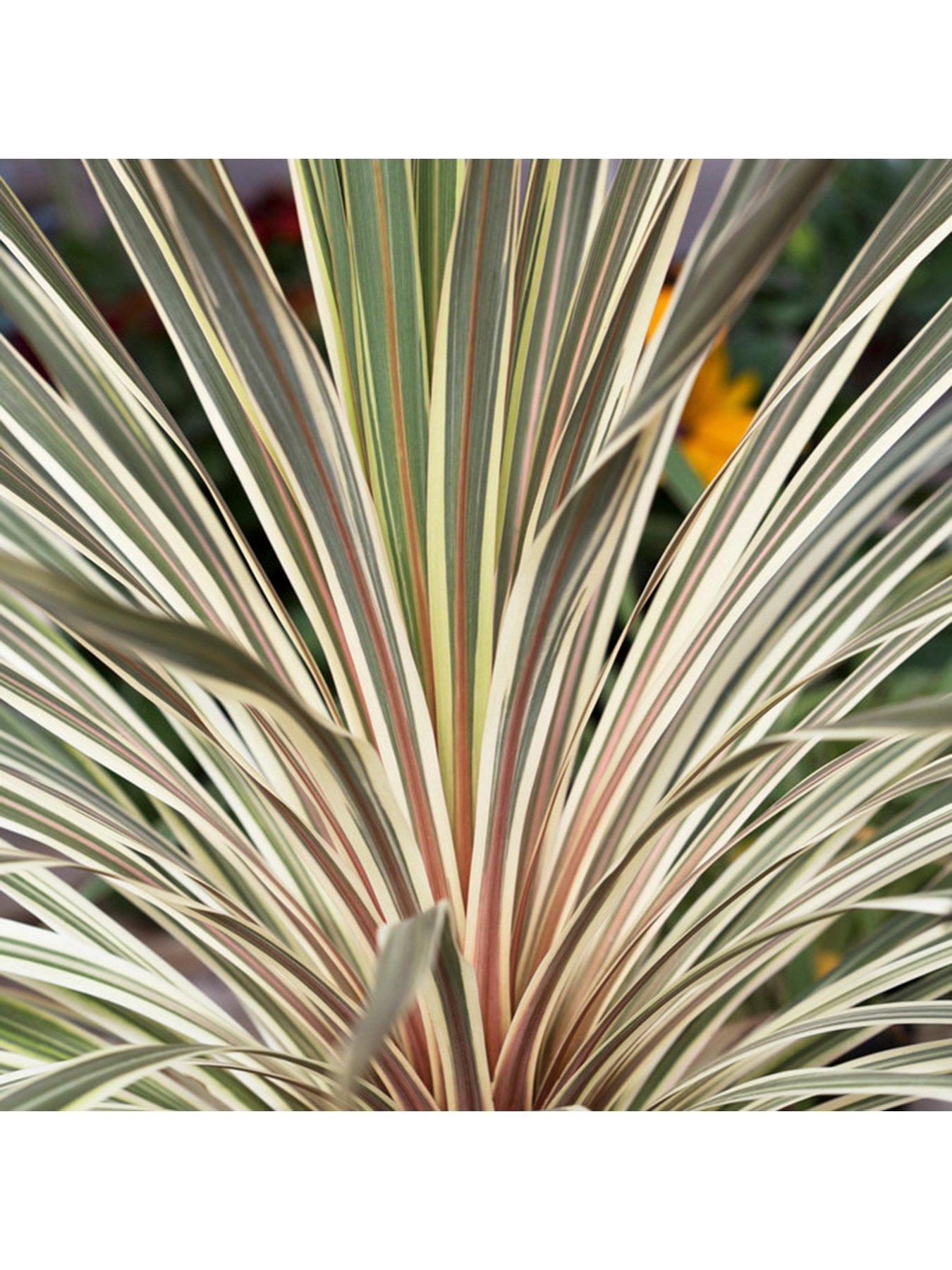 undefined Cordyline 'Torbay Dazzler' - 2L Pot
