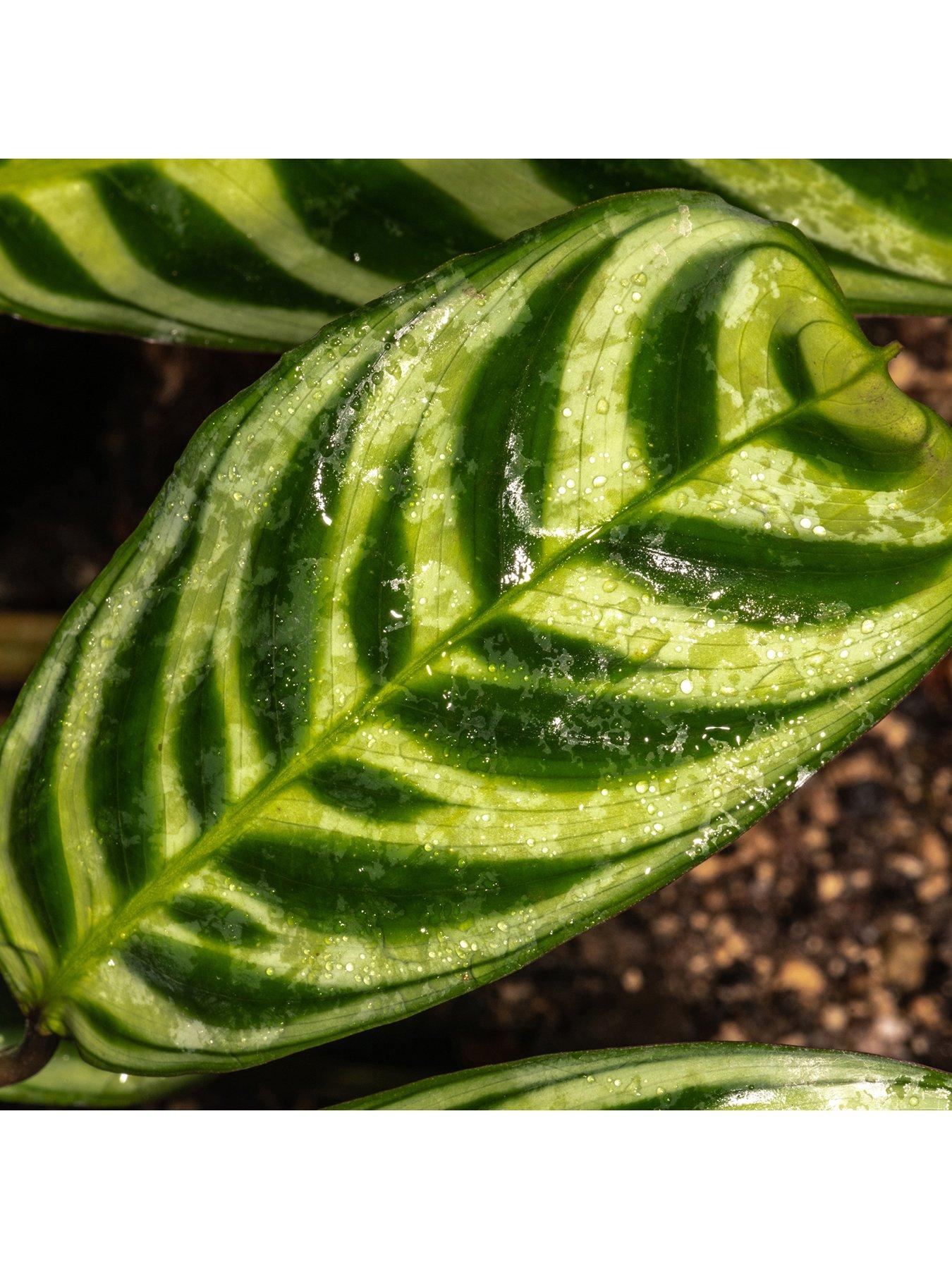undefined Ctenanthe burle-marxii - 12cm Pot