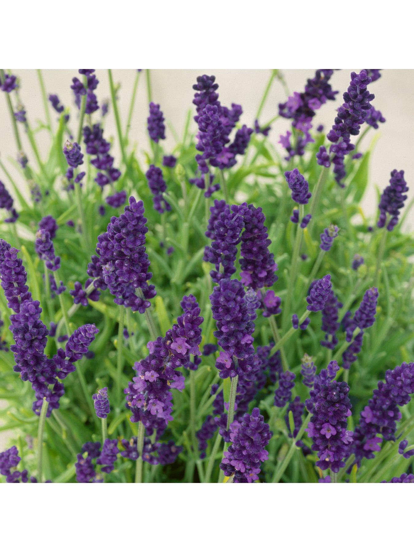 undefined Lavender Hidcote - 12 Plug Plants