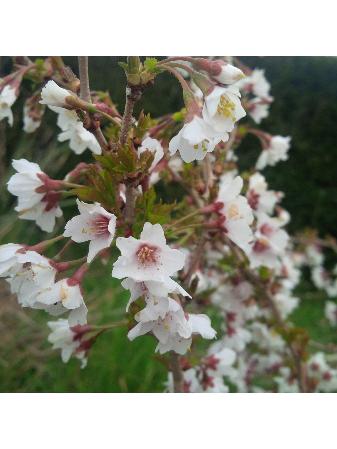 you-garden-japanese-cherry-blossom-kojo-no-mai-prunus-incisa-19cm-pot