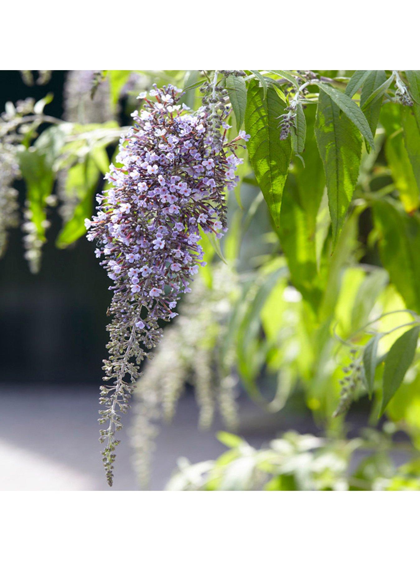 undefined Buddleia dav. 'Wisteria Lane' - 12cm Pot