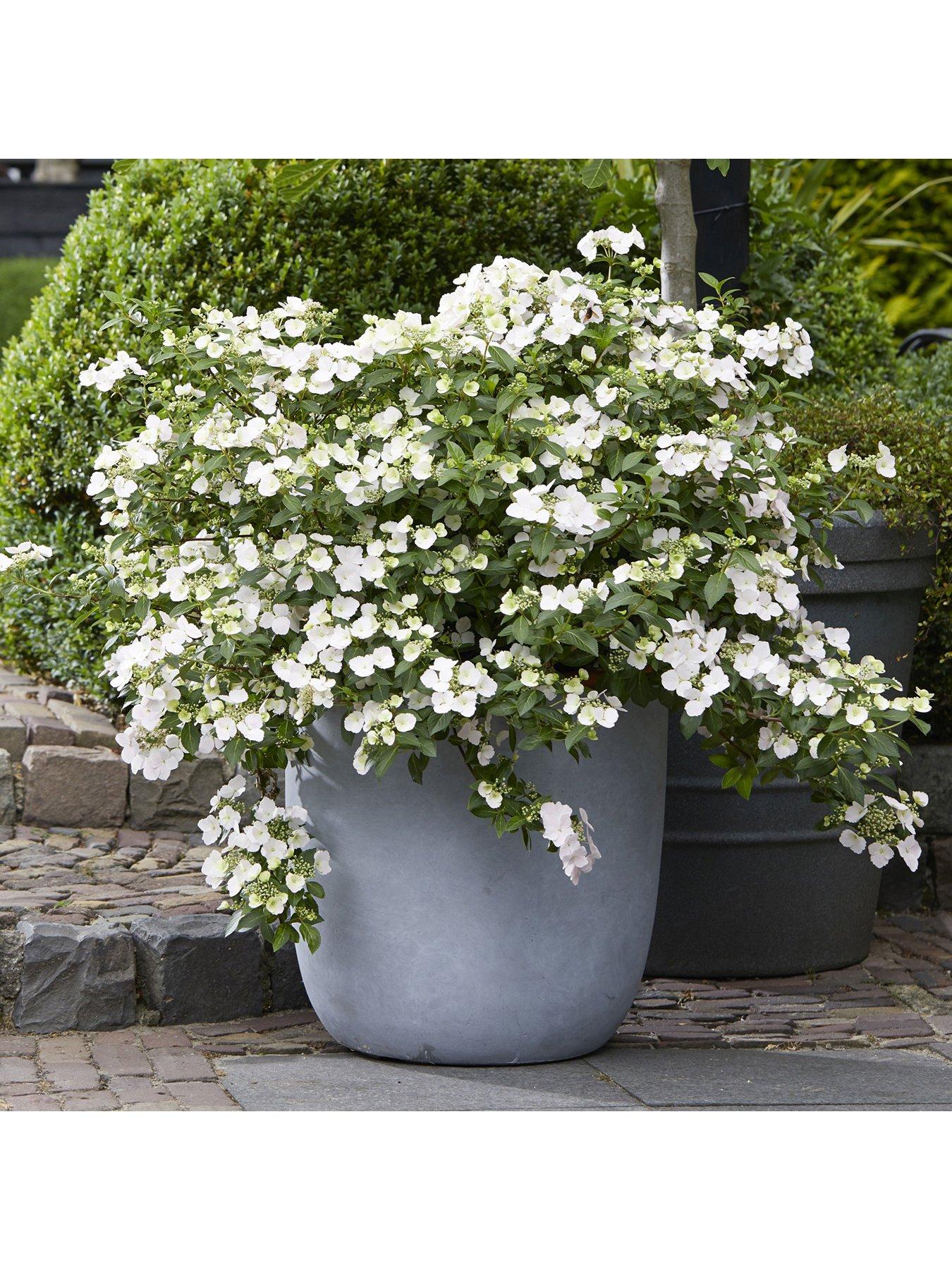 You Garden Hydrangea 'Runaway Bride' - 14cm Pot