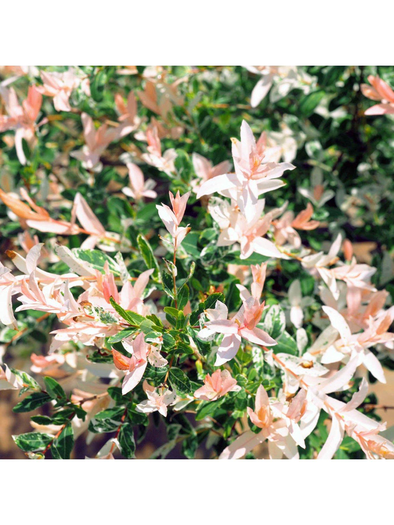  image of you-garden-salix-flamingo-bush-3l-pot