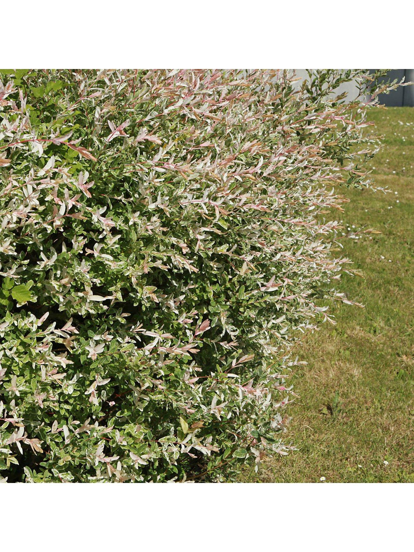  image of you-garden-salix-flamingo-bush-3l-pot