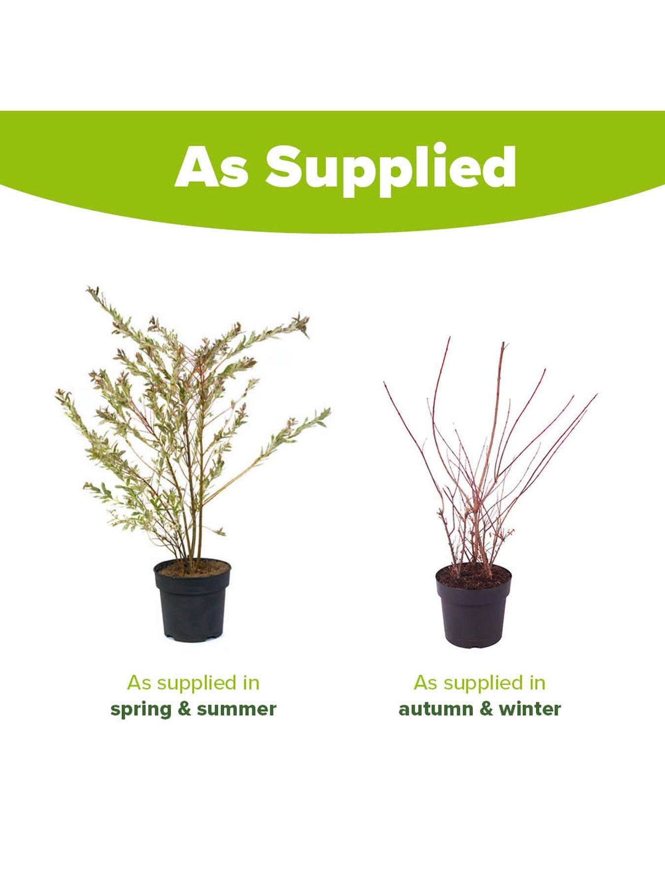  image of you-garden-salix-flamingo-bush-3l-pot