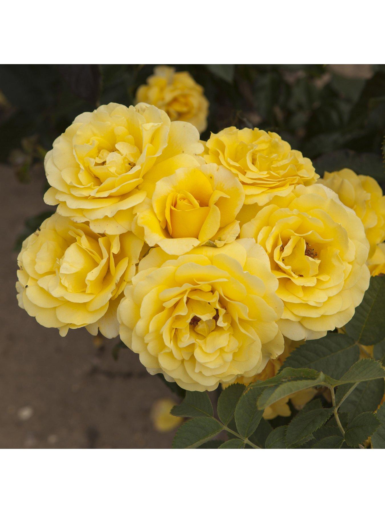 You Garden Rose Golden 50th Wedding Anniversary (4L Pot)