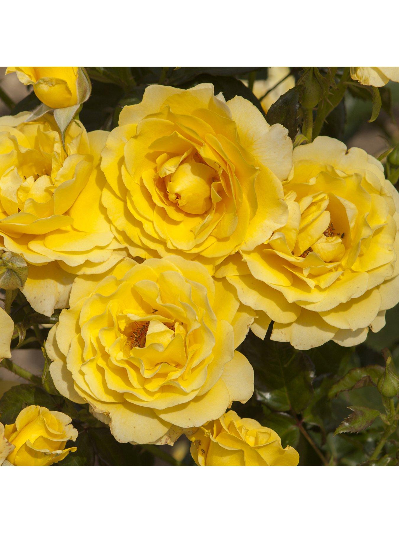 You Garden Rose Golden 50th Wedding Anniversary (4L Pot) | Littlewoods