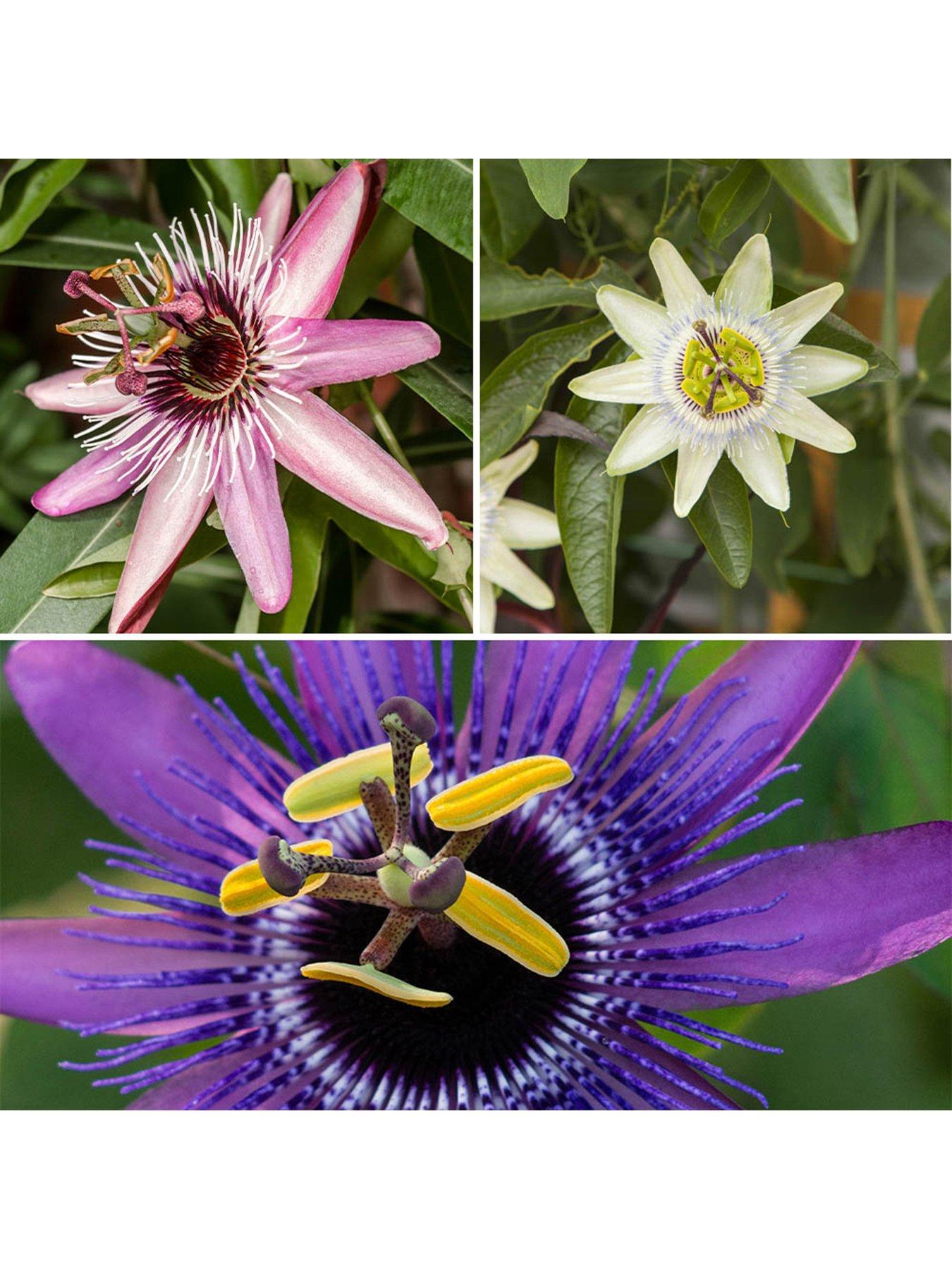 you-garden-passiflora-collection-3-x-9cm-pots