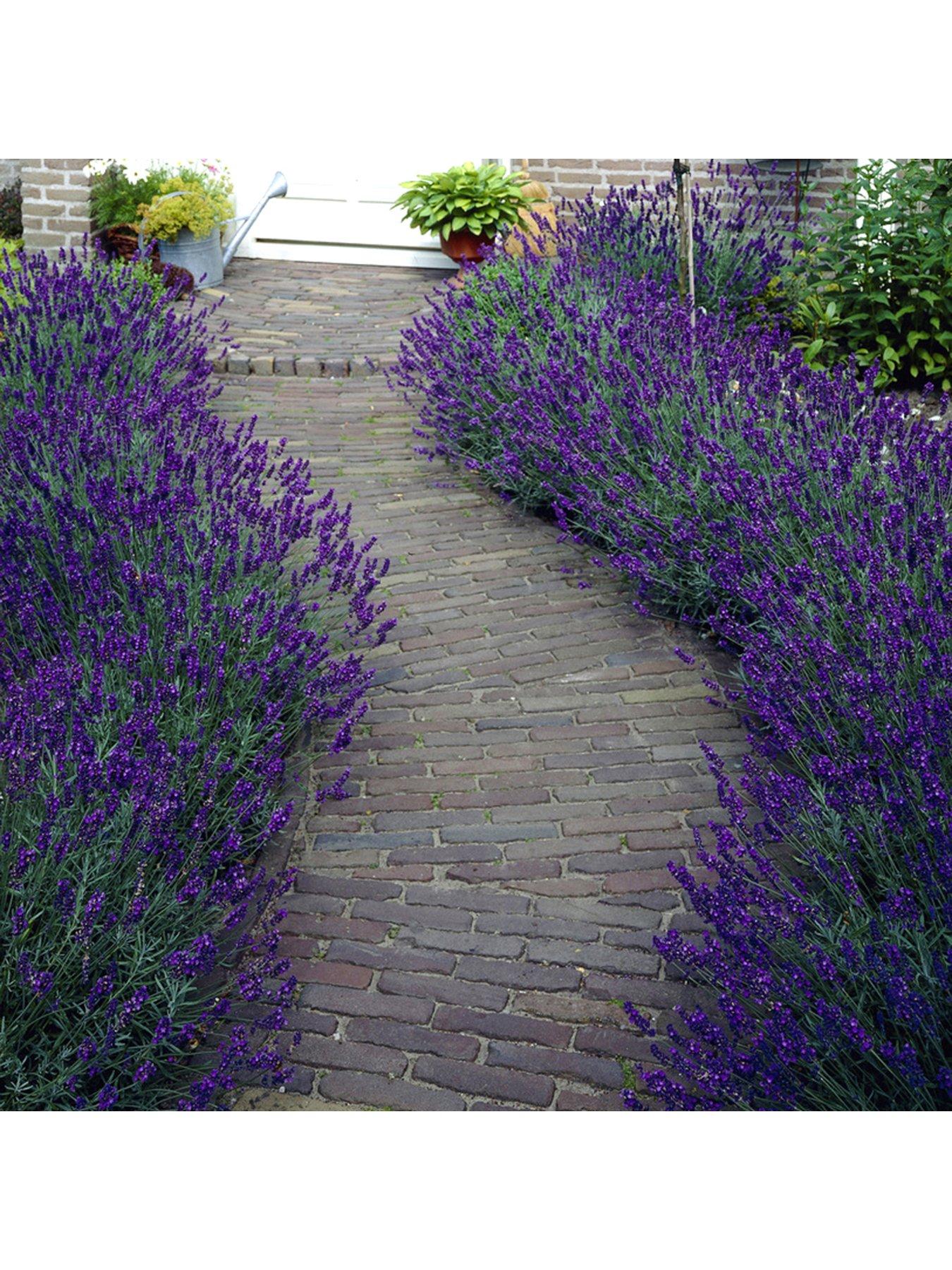  image of you-garden-lavender-english-hidcote-2l-pot