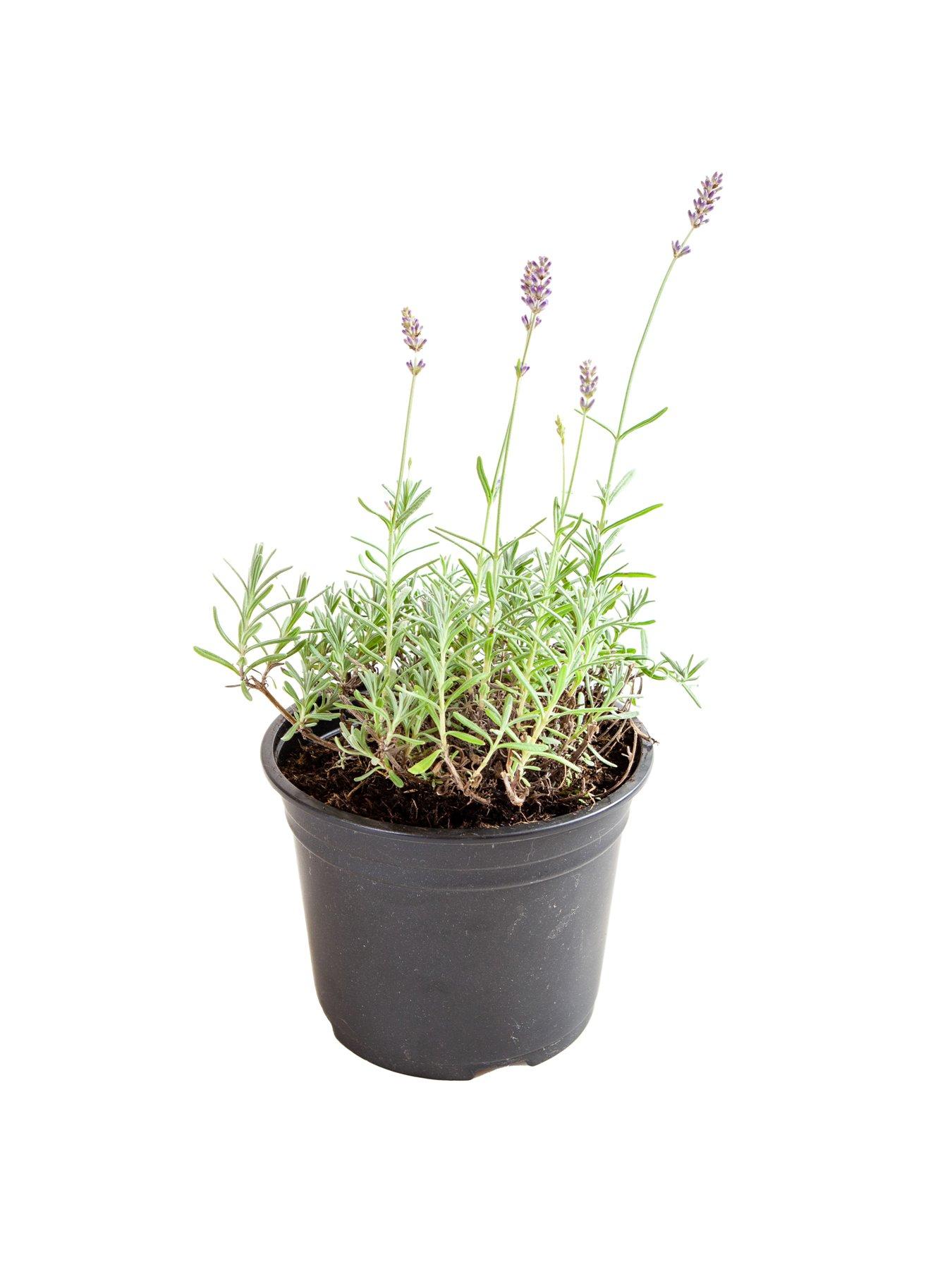  image of you-garden-lavender-english-hidcote-2l-pot