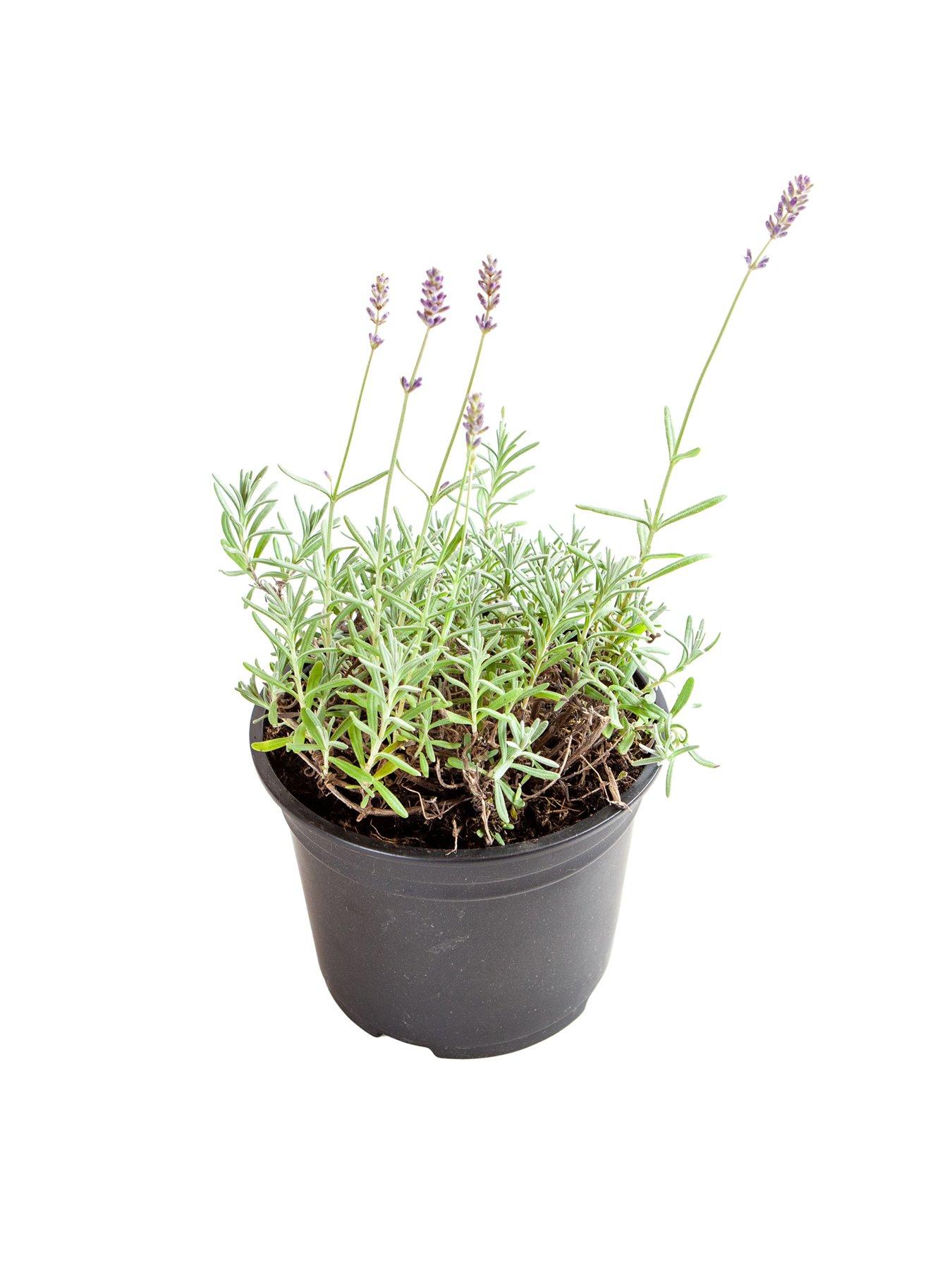  image of you-garden-lavender-english-hidcote-2l-pot