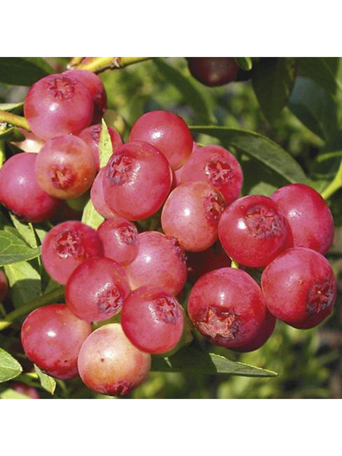 You Garden Blueberry "Pink Lemonade" - 2L Pot