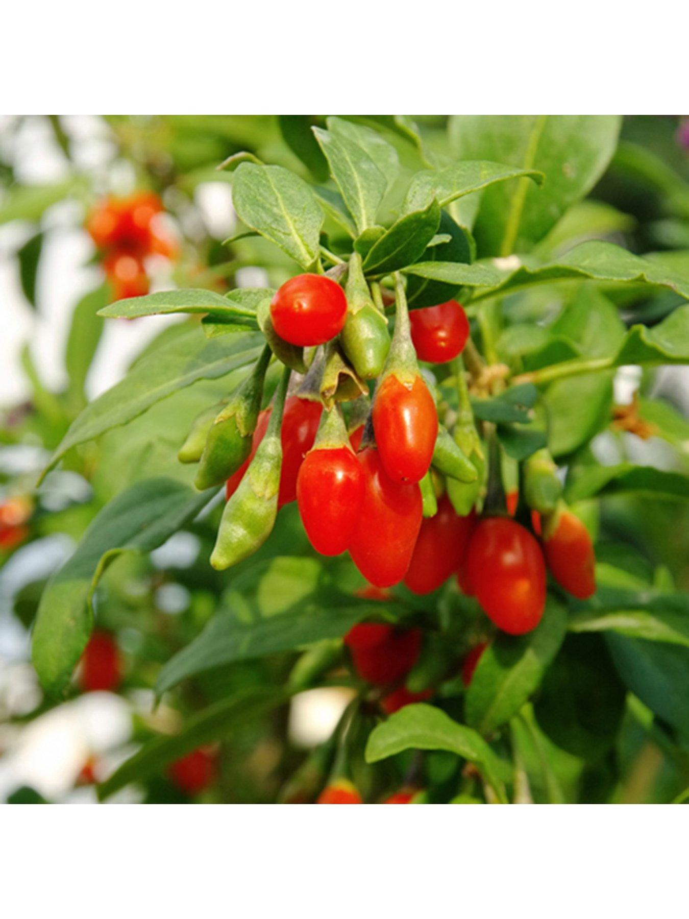 You Garden Goji Berry 'Sweet Lifeberry' (Lycium barbarum) - 3 x 9cm Pots