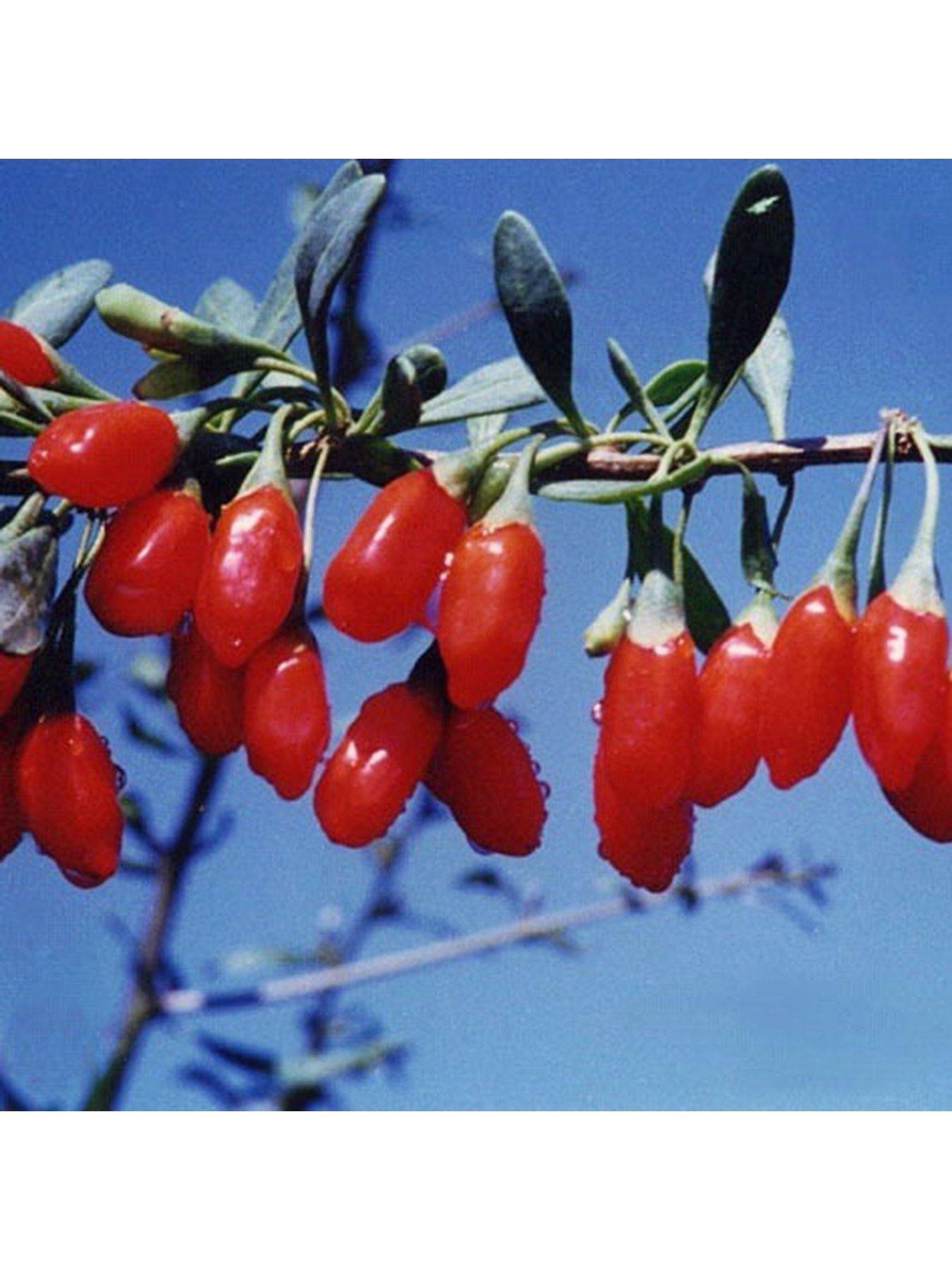 You Garden Goji Berry 'Sweet Lifeberry' (Lycium barbarum) - 3 x 9cm ...