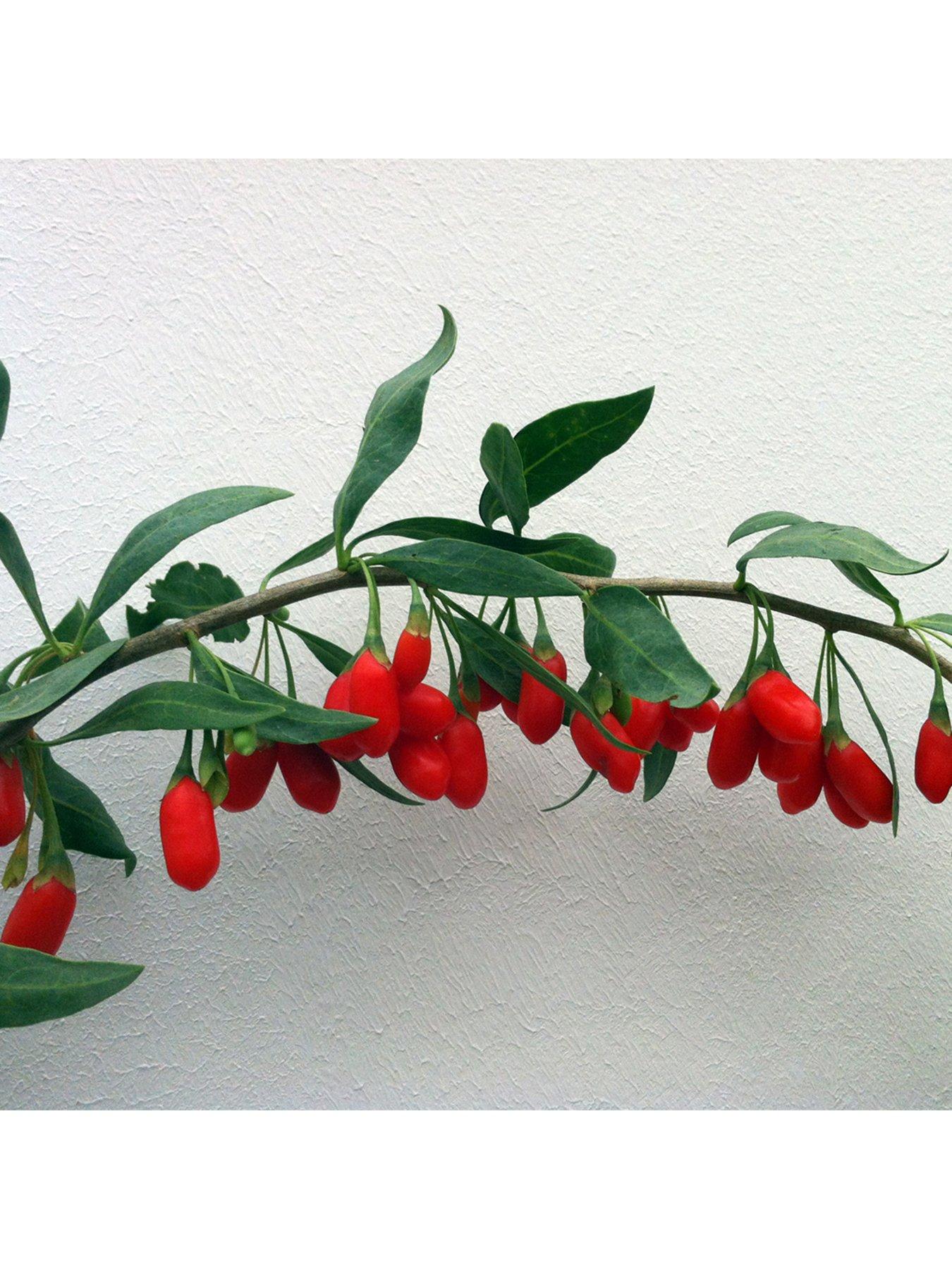 You Garden Goji Berry 'Sweet Lifeberry' (Lycium barbarum) - 3 x 9cm ...