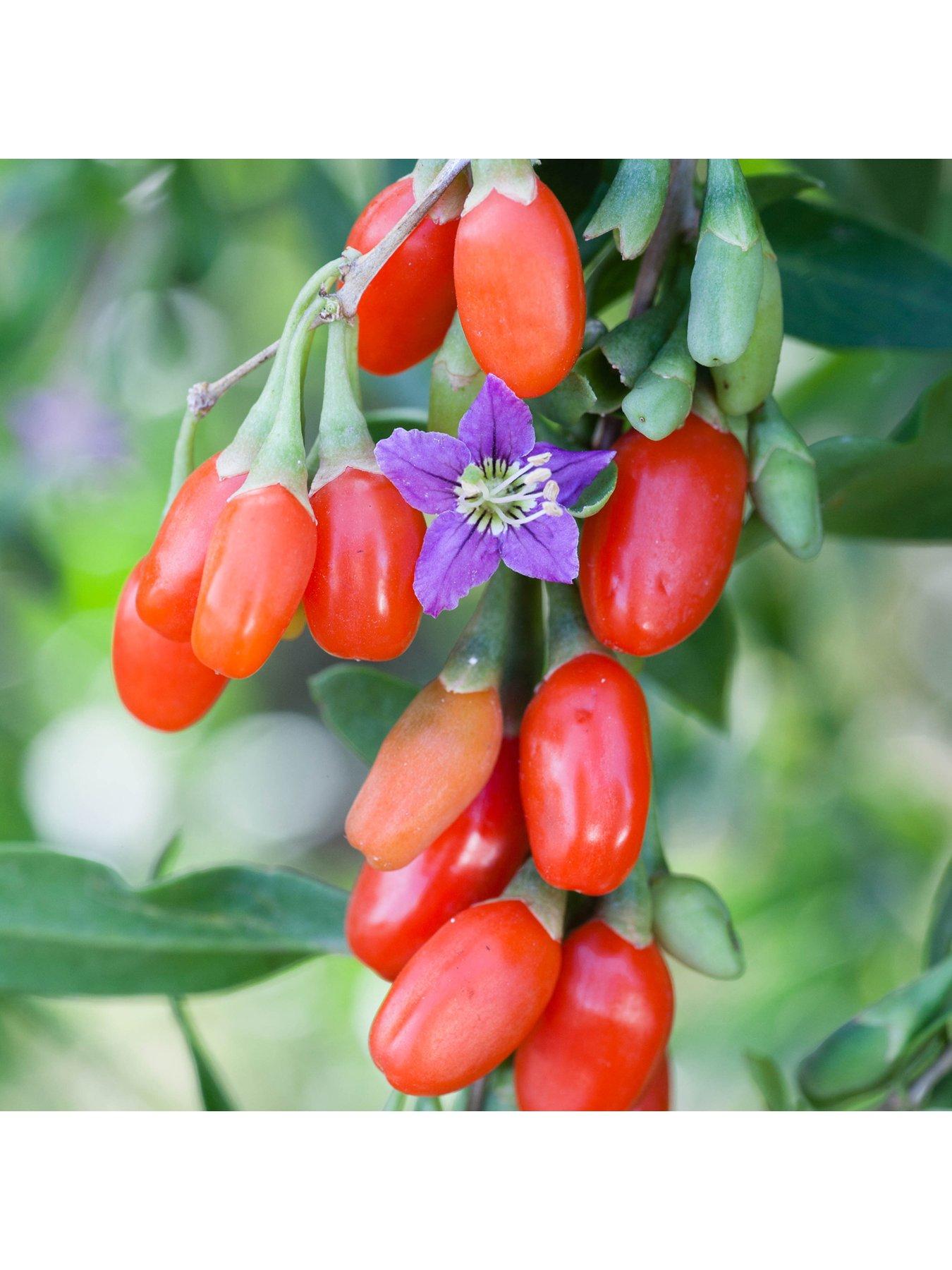 You Garden Goji Berry 'Sweet Lifeberry' (Lycium barbarum) - 3 x 9cm ...