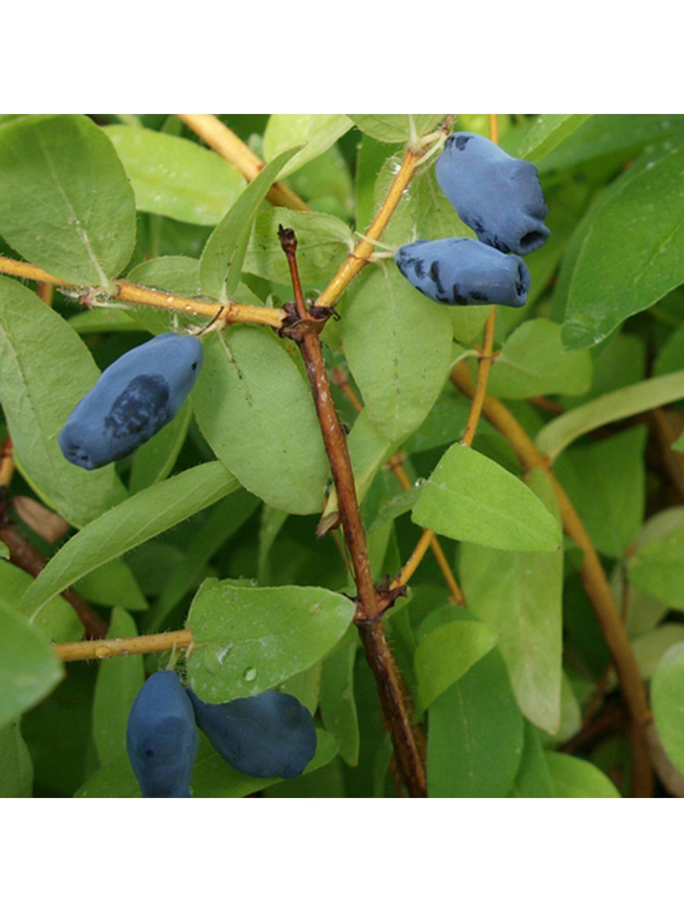 You Garden Honeyberry (Lonicera kams. Balalaika) - 3 x 9cm Pots