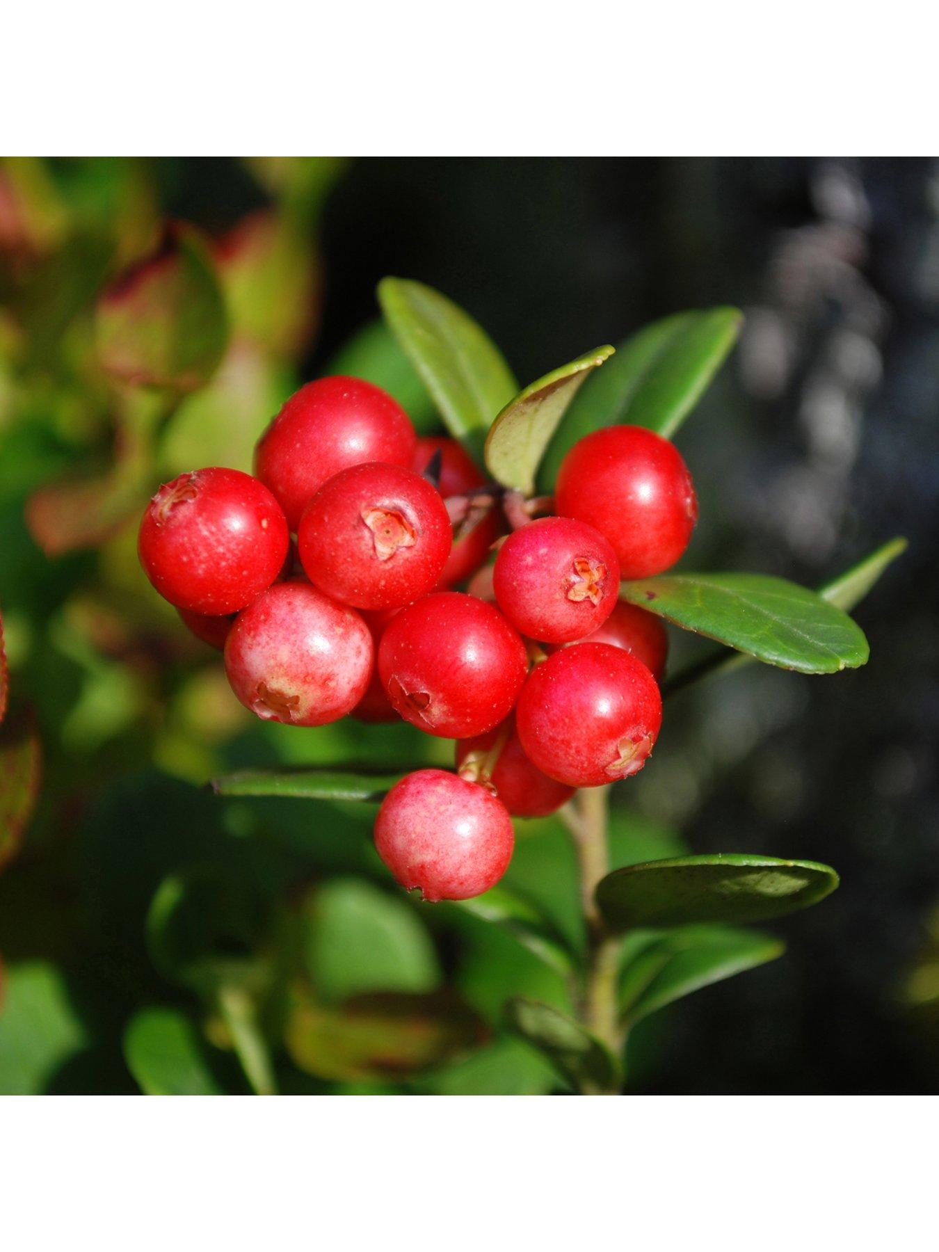 You Garden Cranberry (Vaccinium) 'Pilgrim' - 2L Pot