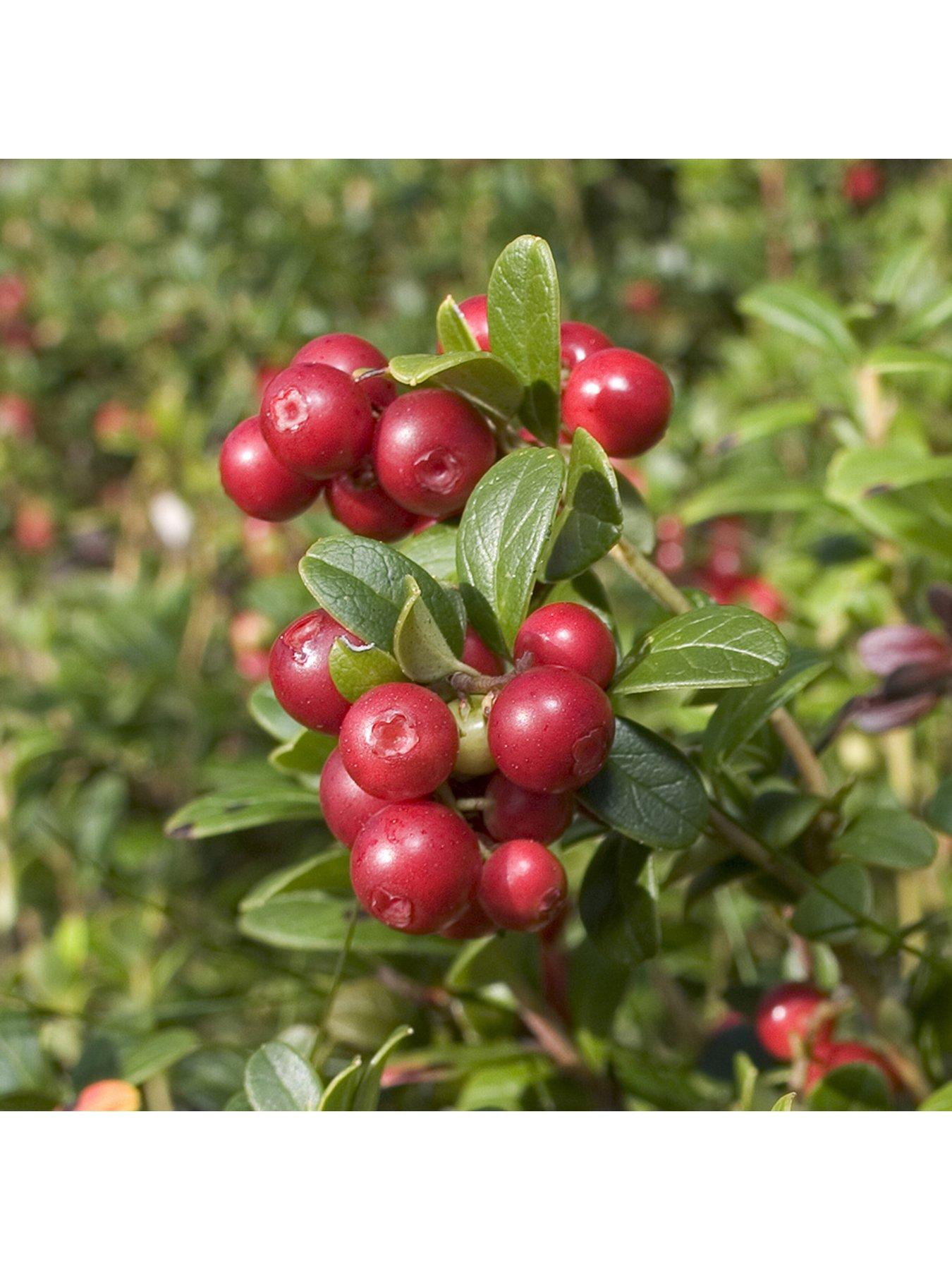  image of you-garden-cranberry-vaccinium-pilgrim-2l-pot