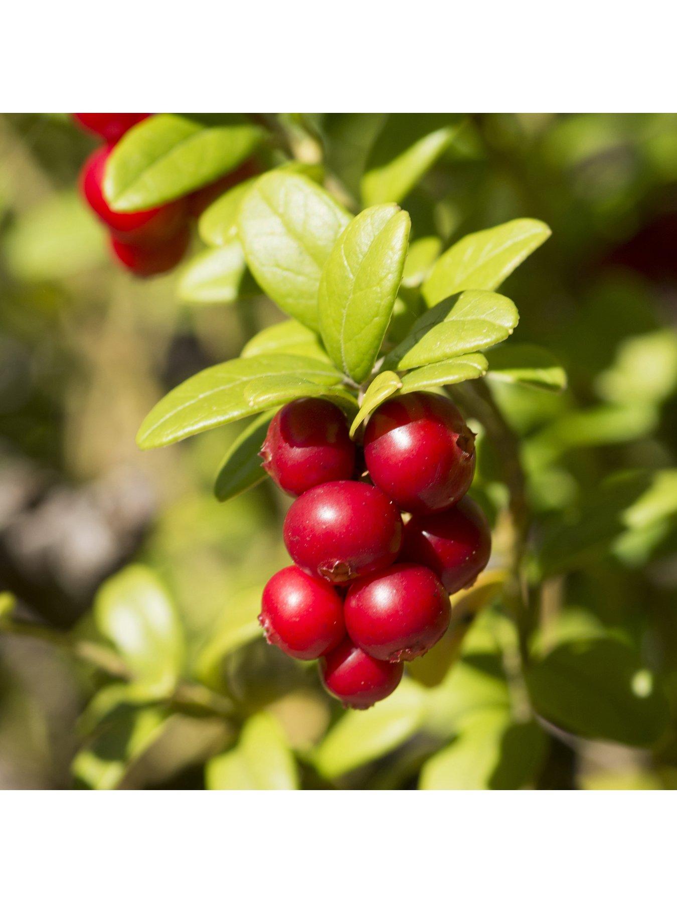  image of you-garden-cranberry-vaccinium-pilgrim-2l-pot