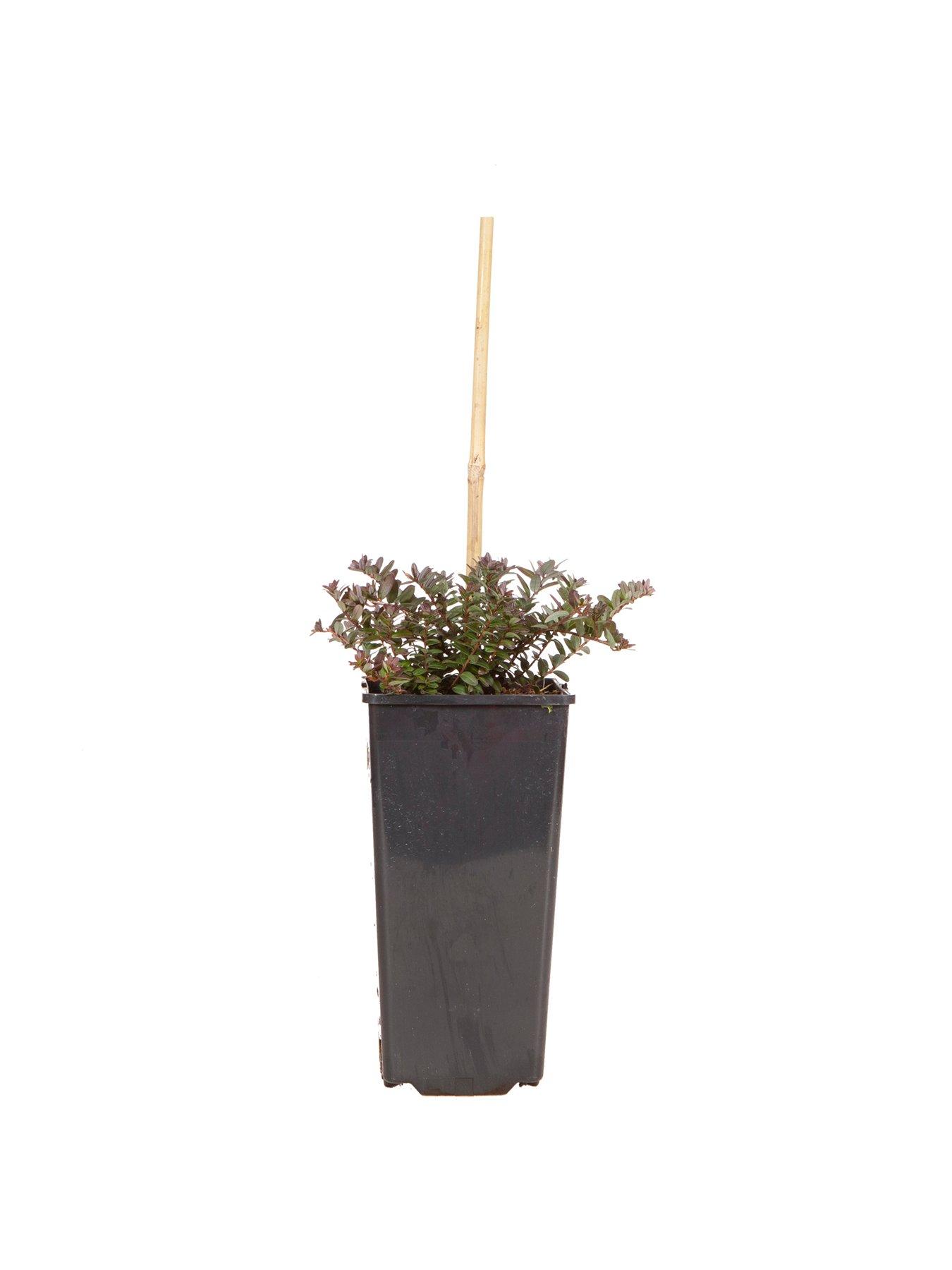  image of you-garden-cranberry-vaccinium-pilgrim-2l-pot