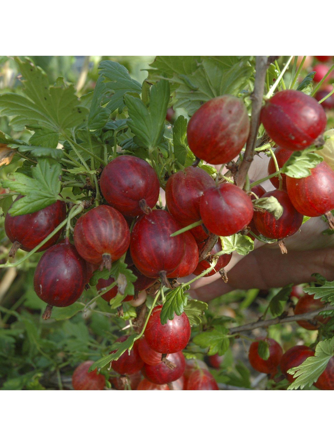 You Garden Gooseberry 'Hinnomaki Red' - 2L Pot