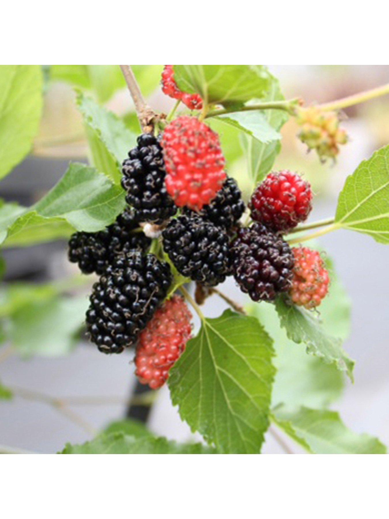 undefined Mojoberry Morus Matsunaga - 2L Pot