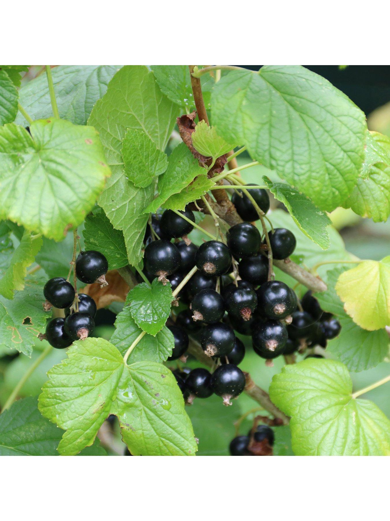 You Garden Blackcurrant Titania - 2L Pot