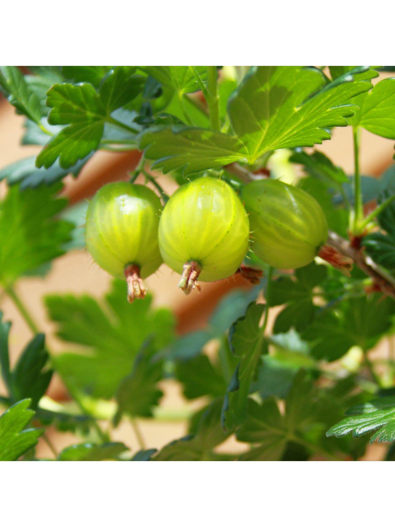 You Garden Gooseberry Invicta - 2L Pot