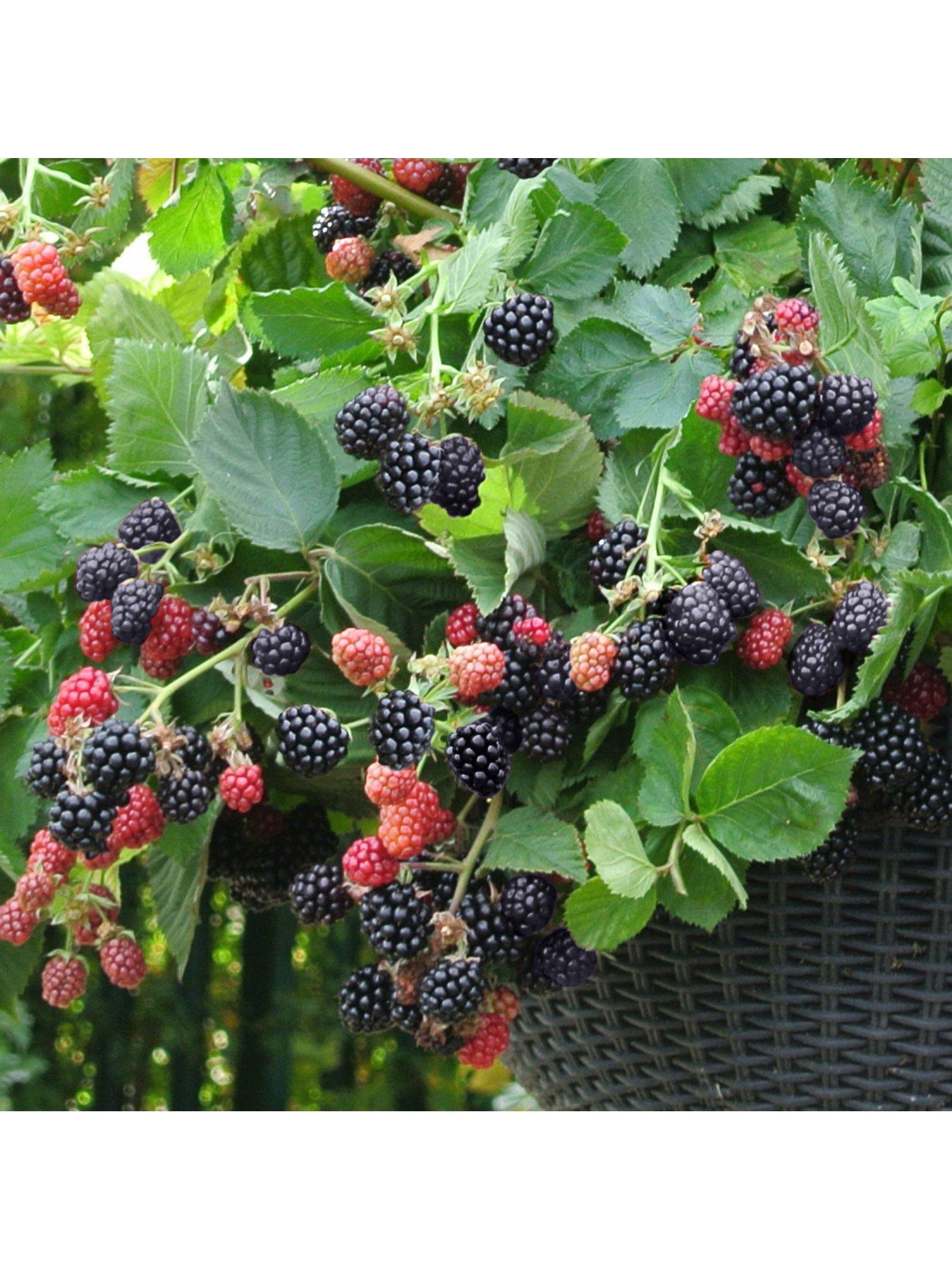 image of you-garden-blackberry-cascade-3-x-9cm-pots