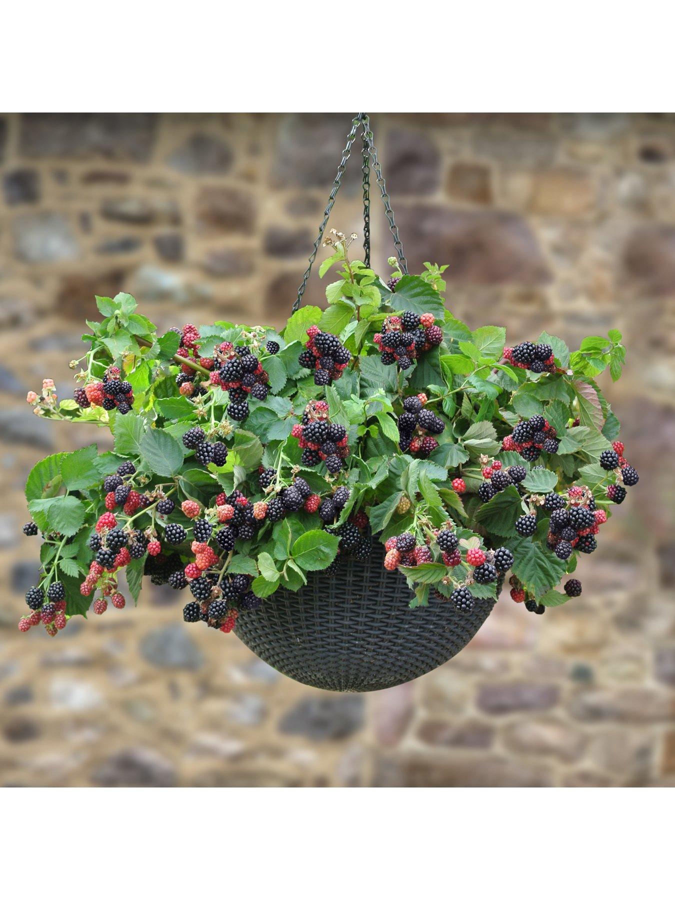  image of you-garden-blackberry-cascade-3-x-9cm-pots