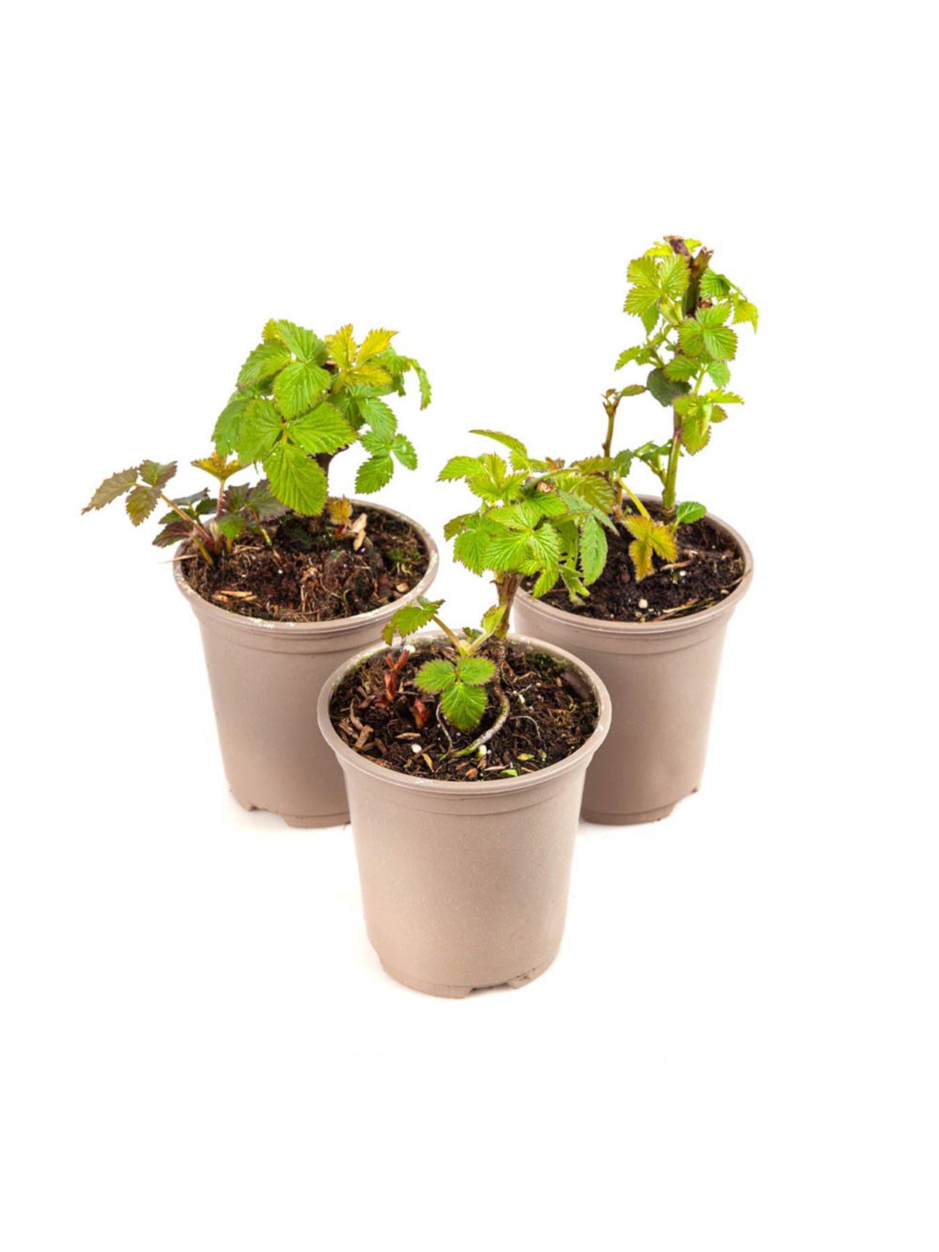  image of you-garden-blackberry-cascade-3-x-9cm-pots