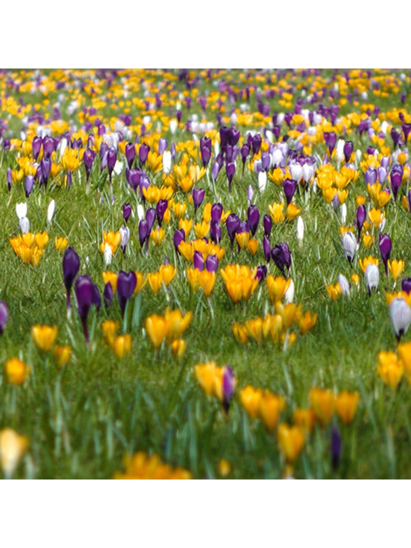 Image 3 of 3 of You Garden Large Flowered Mixed Crocus&nbsp;- Pack of 30 Bulbs