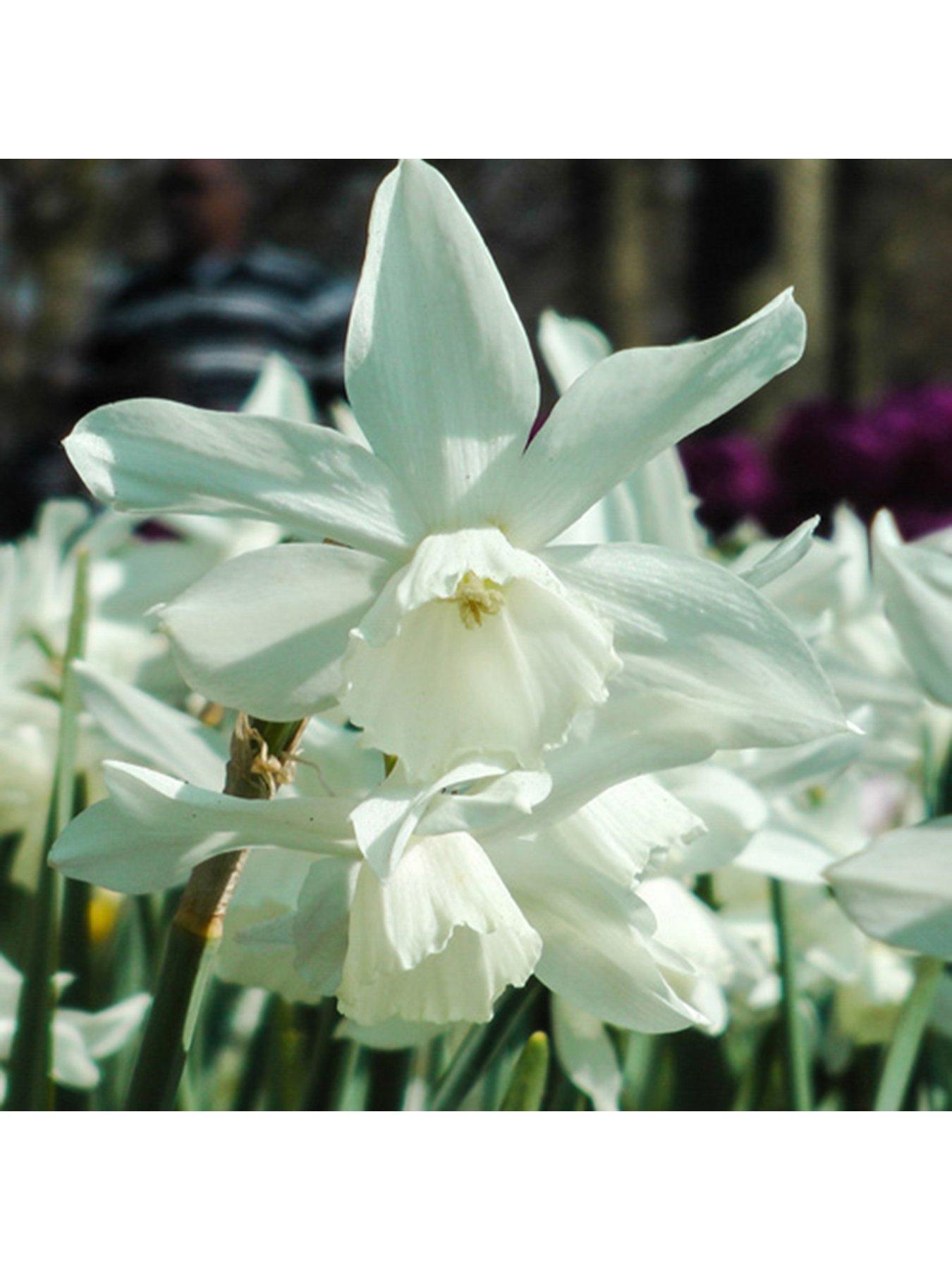 You Garden Narcissus Thalia - Pack of 20 Bulbs